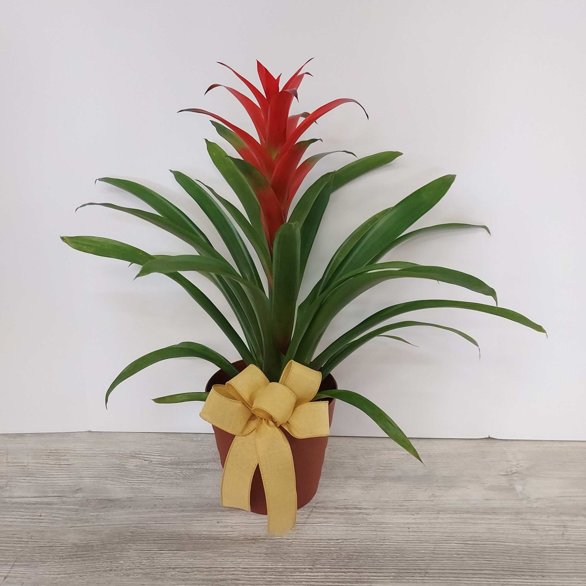 Red bromeliad plant with long green leaves in a brown pot tied with a yellow bow