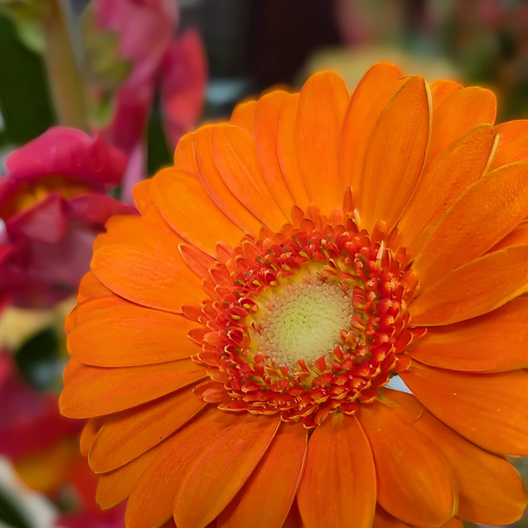 Close-up of an orange gerbera daisy with blurred pink flowers behind it