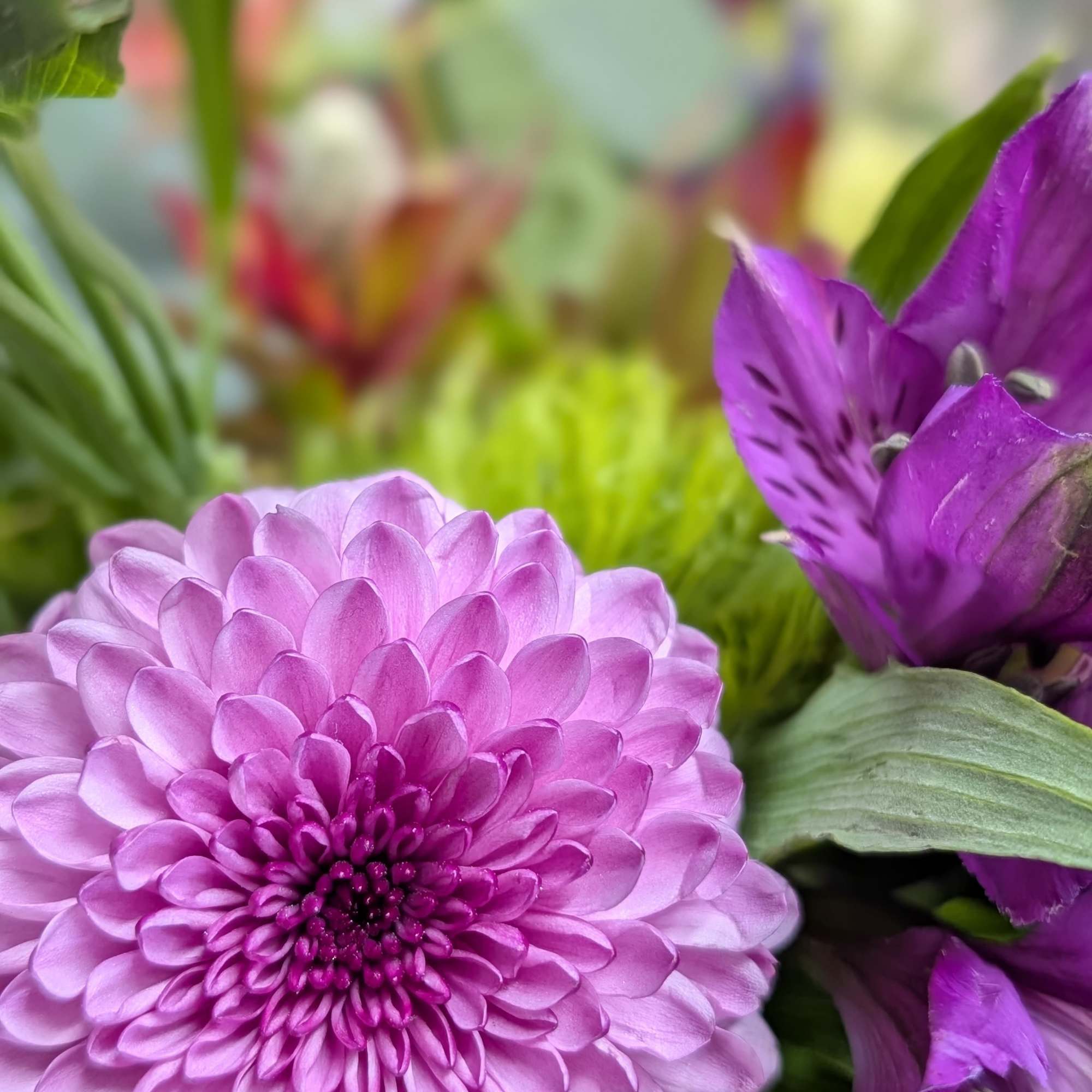 Close-up of a purple chrysanthemum with purple alstroemeria flowers