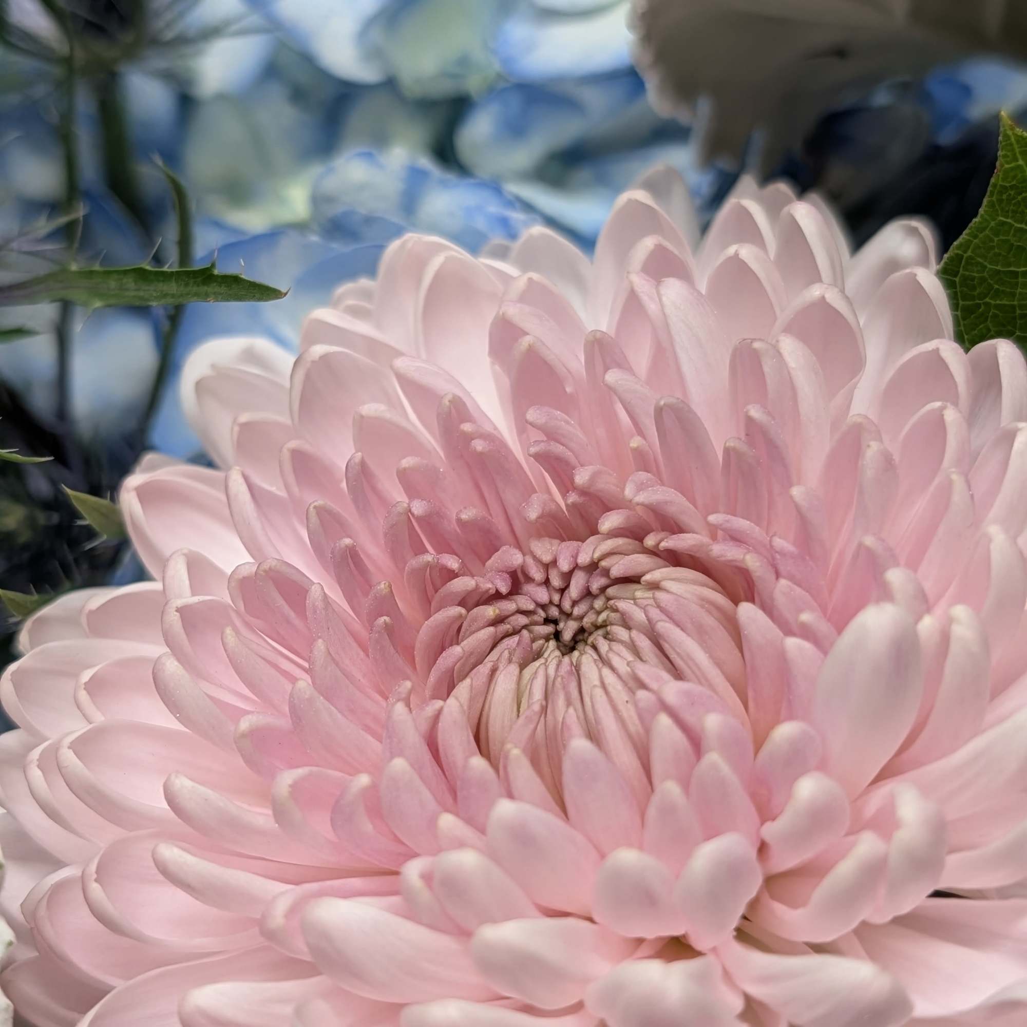 Close-up of a pale pink chrysanthemum with blue flowers behind it
