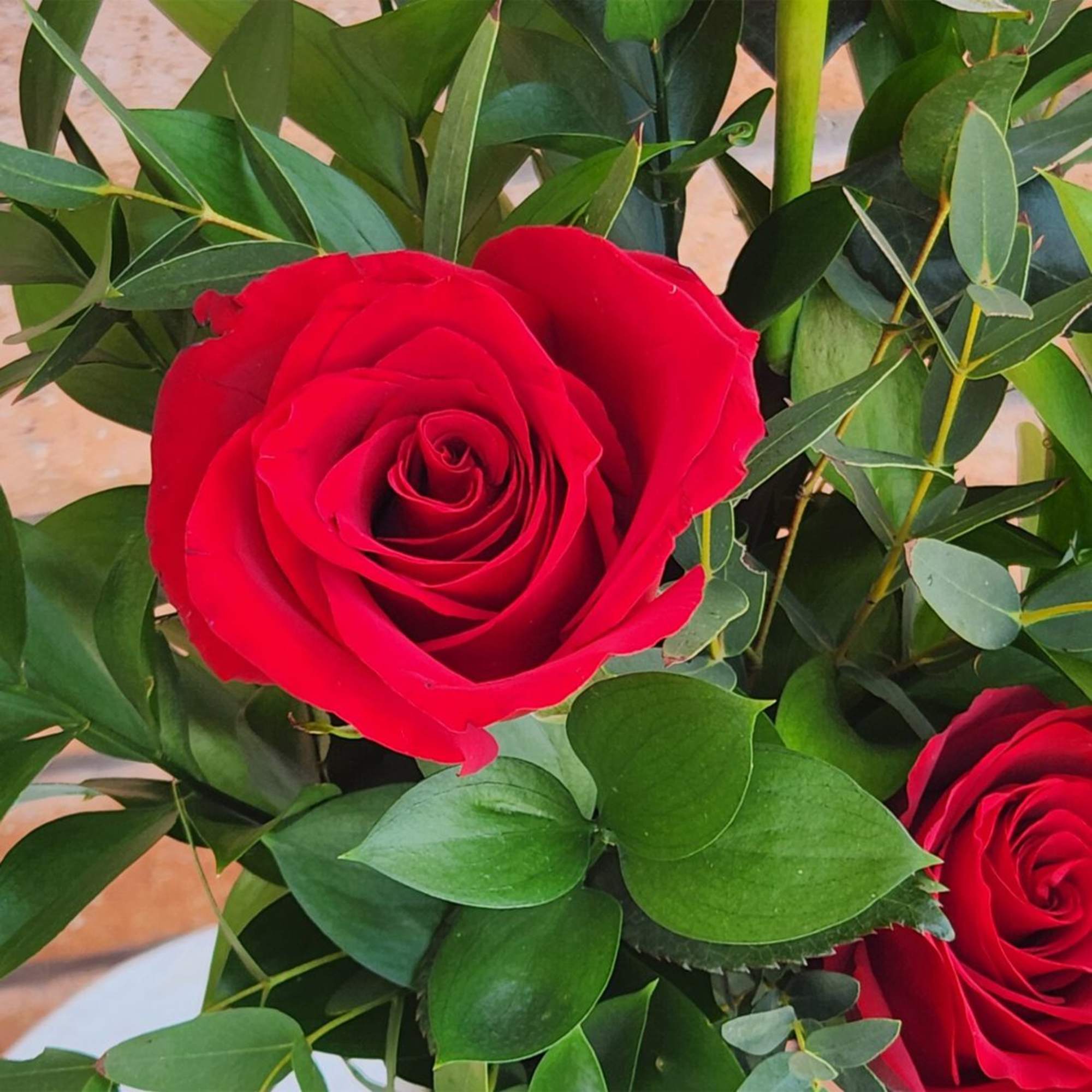 Red roses surrounded by dense green foliage