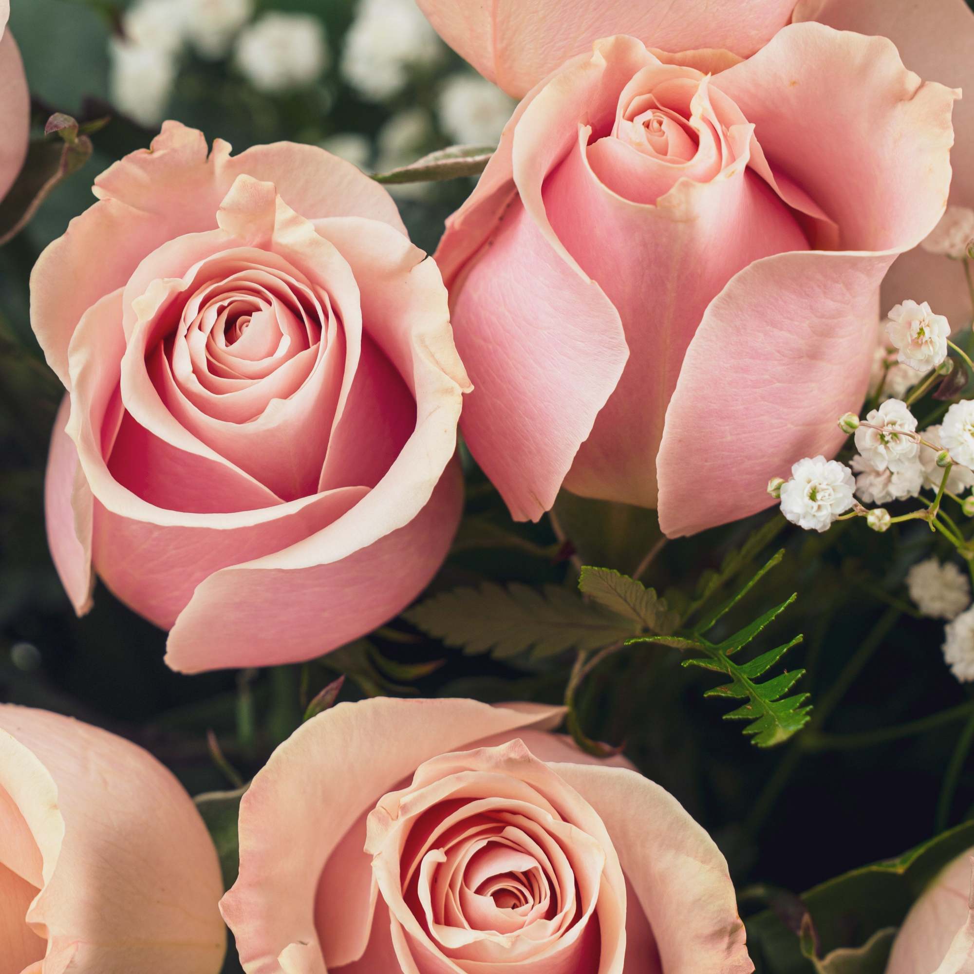 Looking for a classic and feminine arrangement of roses to celebrate someone