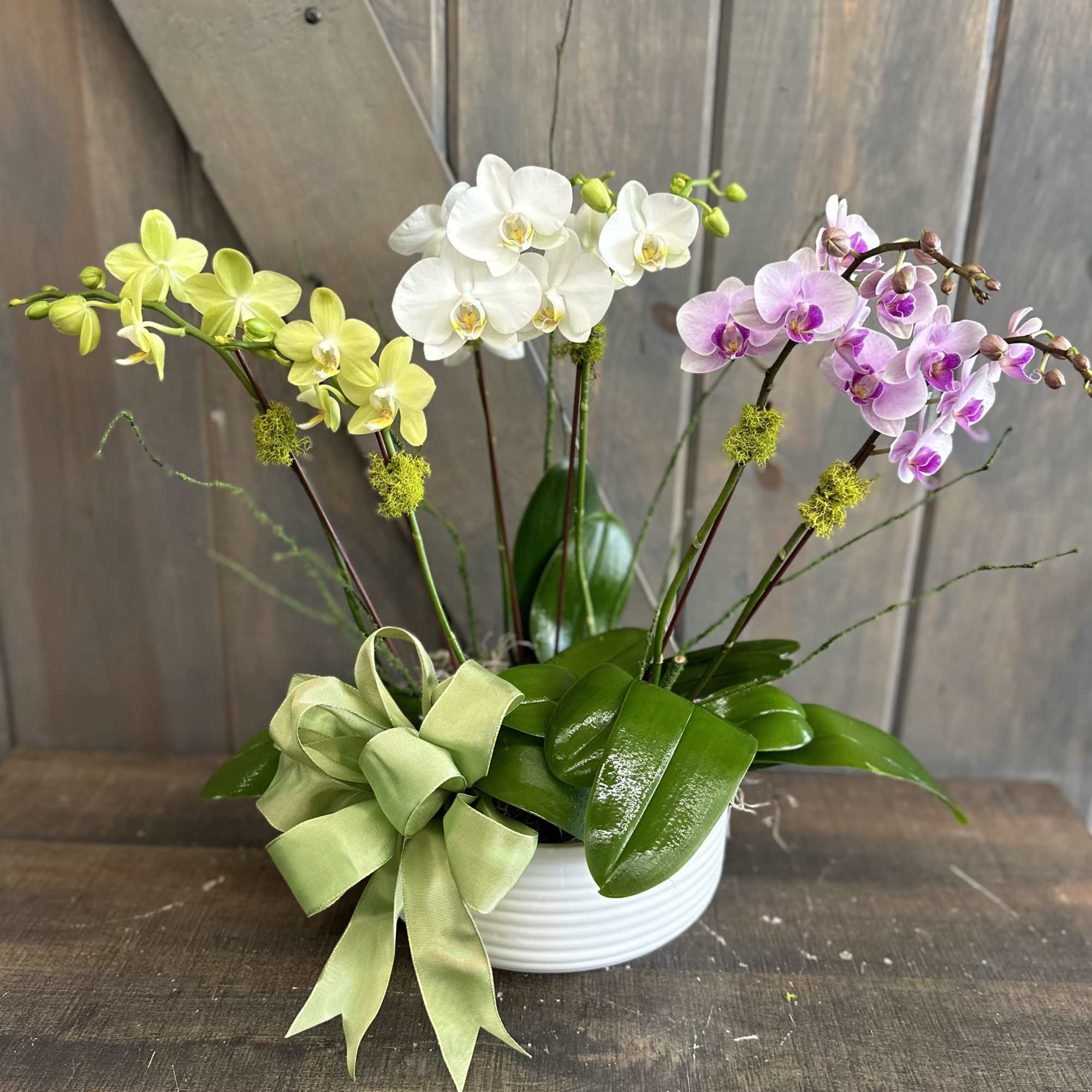Three orchid stems in a white bowl with a green ribbon bow