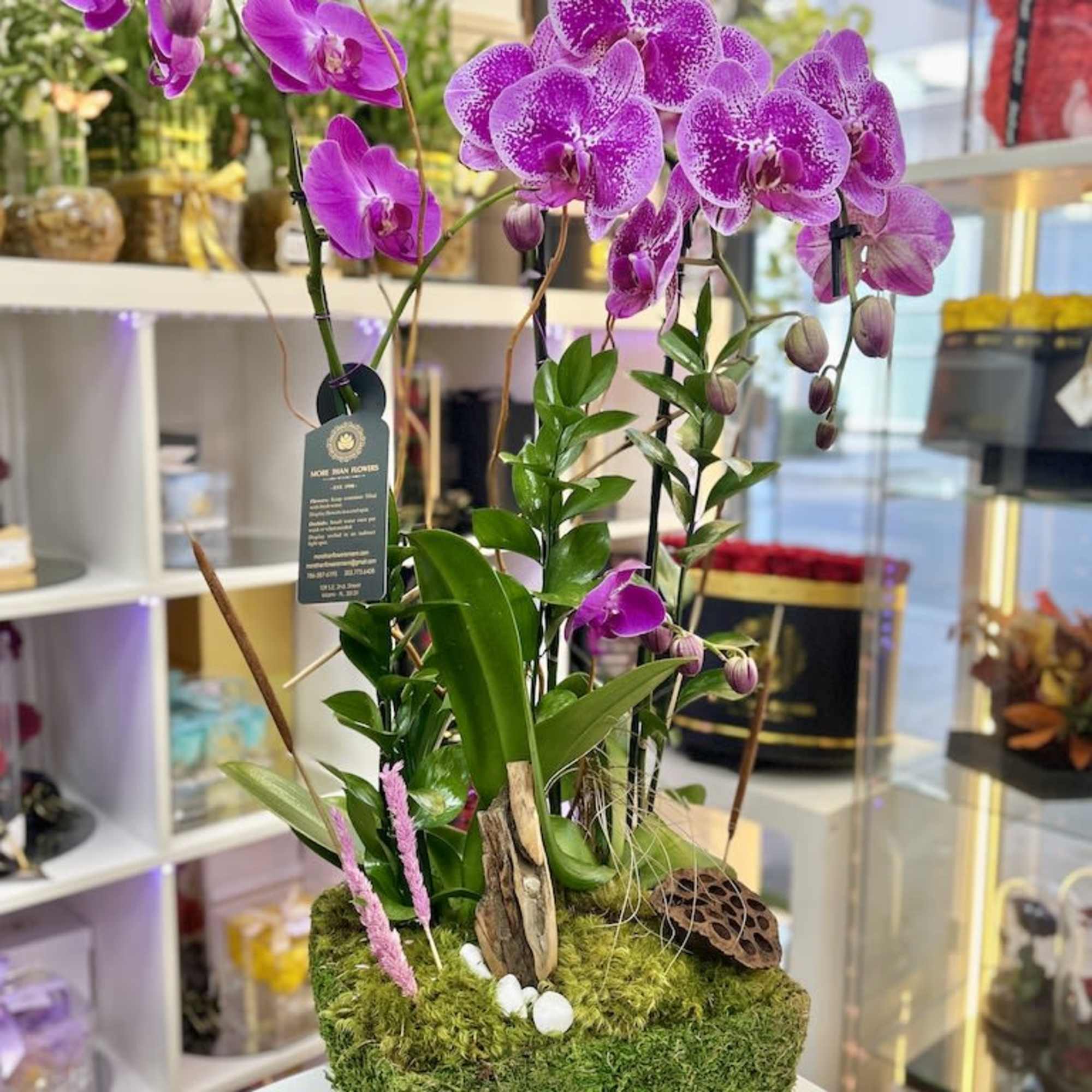 Purple phalaenopsis orchid plants in a moss-covered square container with decorative wood and stones