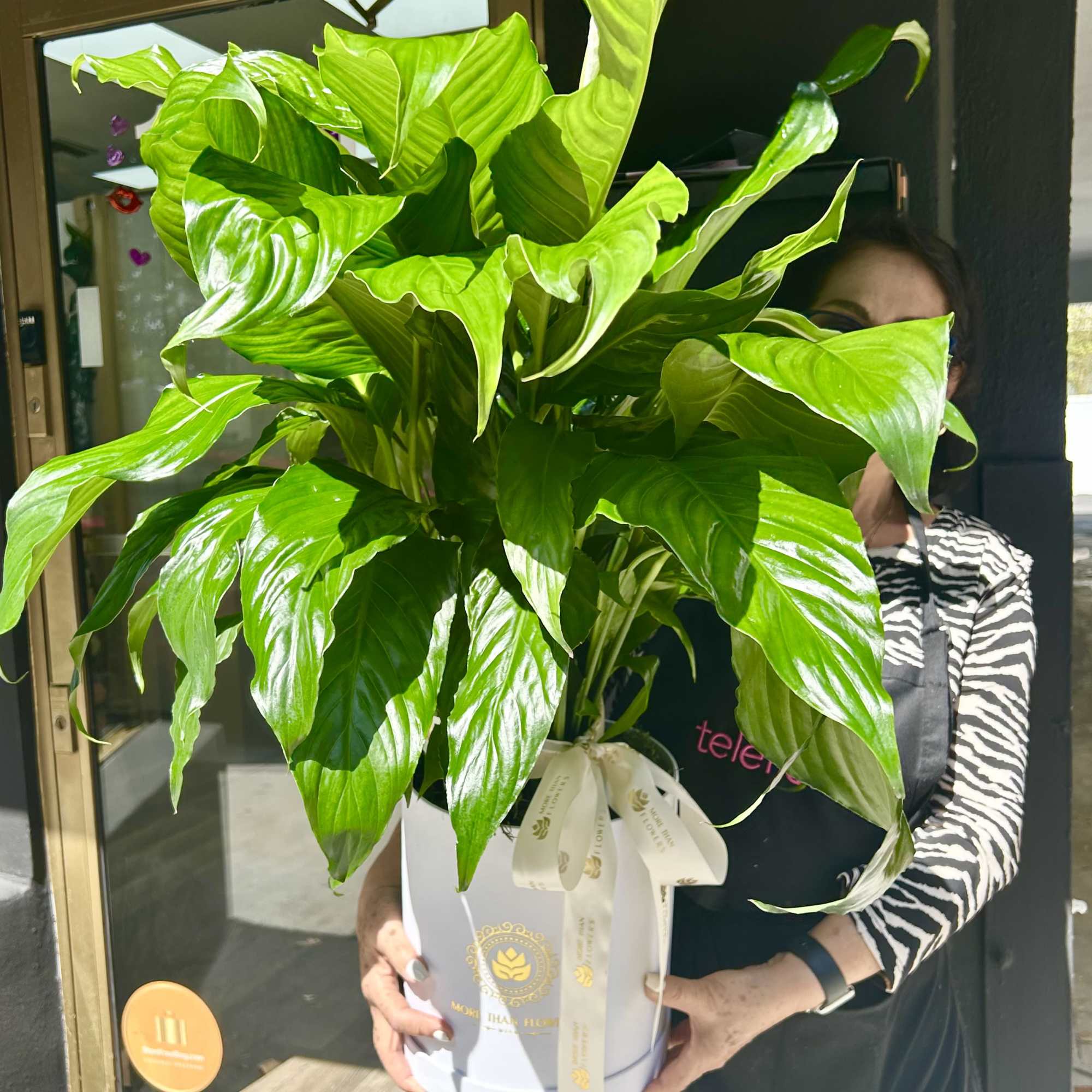 Large leafy green houseplant in a white pot with ribbon, held by a florist.