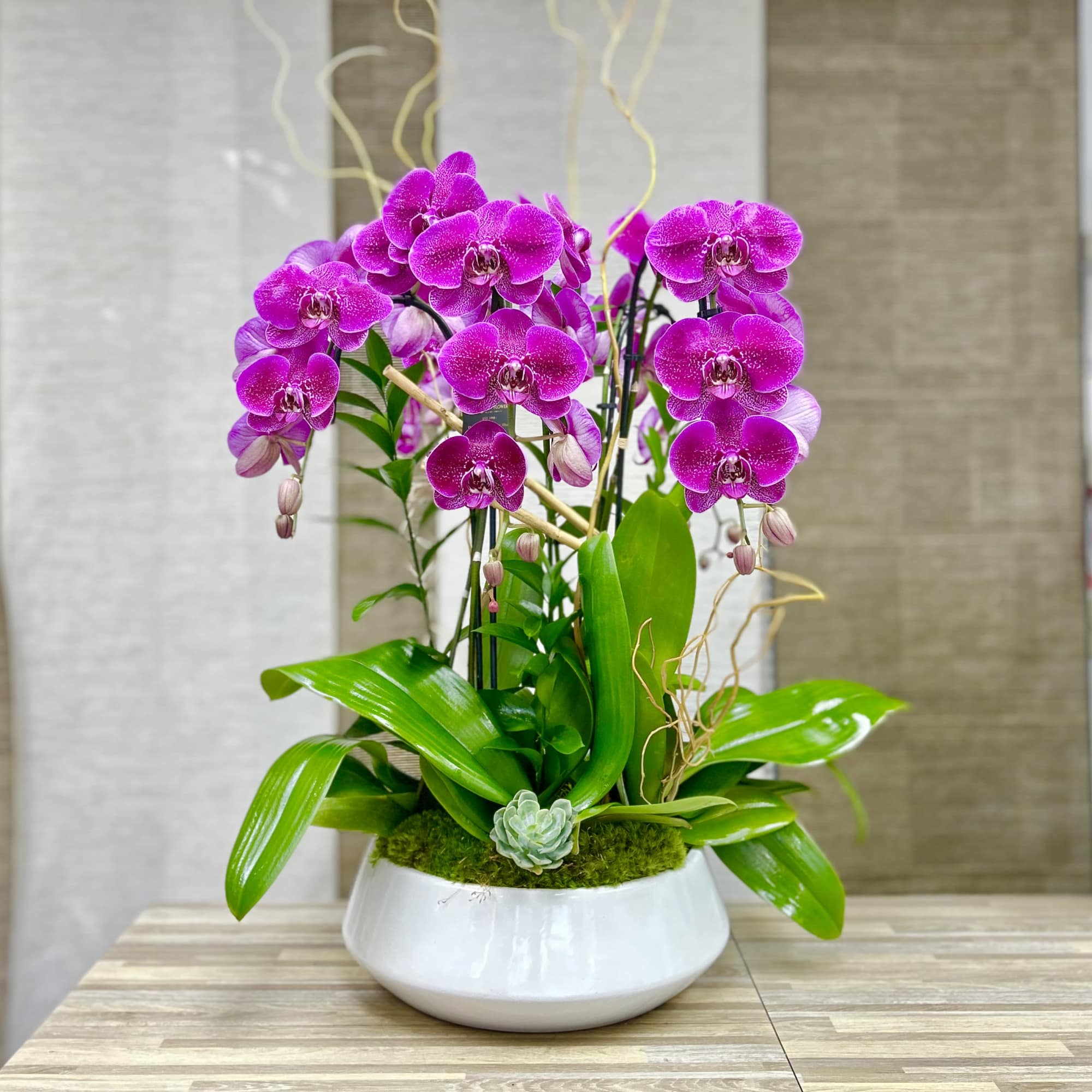 3 Orchids Plant Ceramic Vase: Phalaenopsis orchids artistically decor in our white