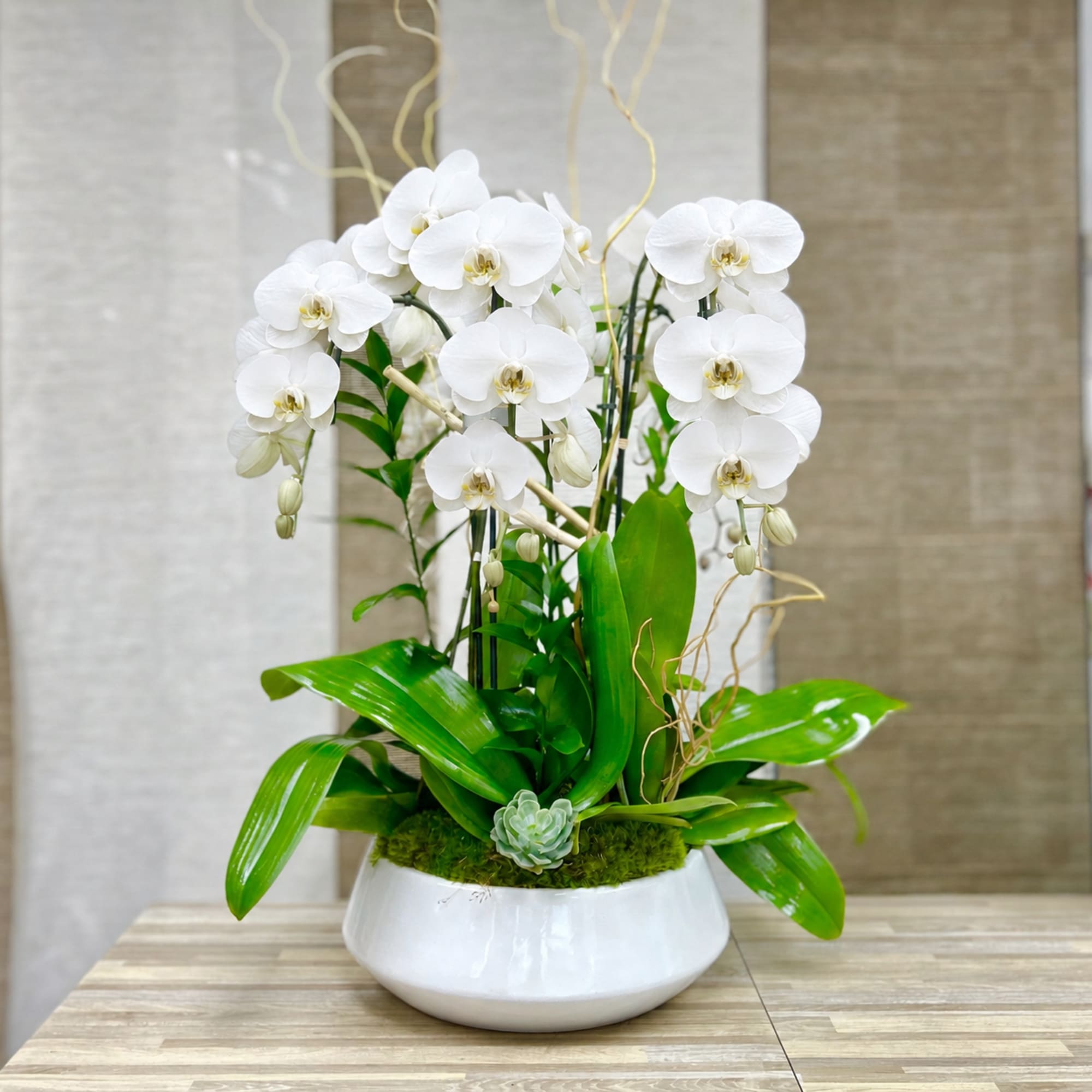 3 Orchids Plant Ceramic Vase: Phalaenopsis orchids artistically decor in our white