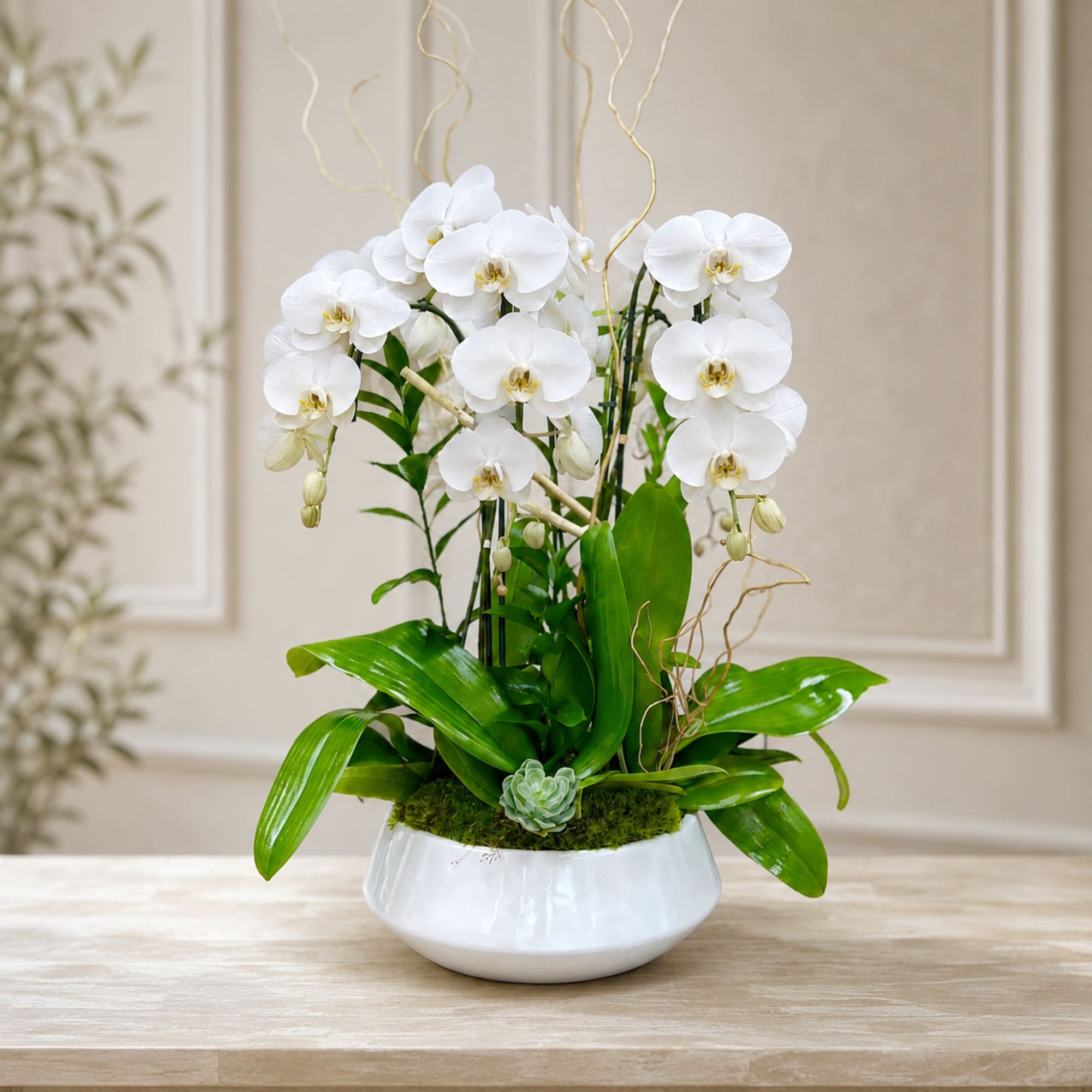 3 Orchids Plant Ceramic Vase: Phalaenopsis orchids artistically decor in our white