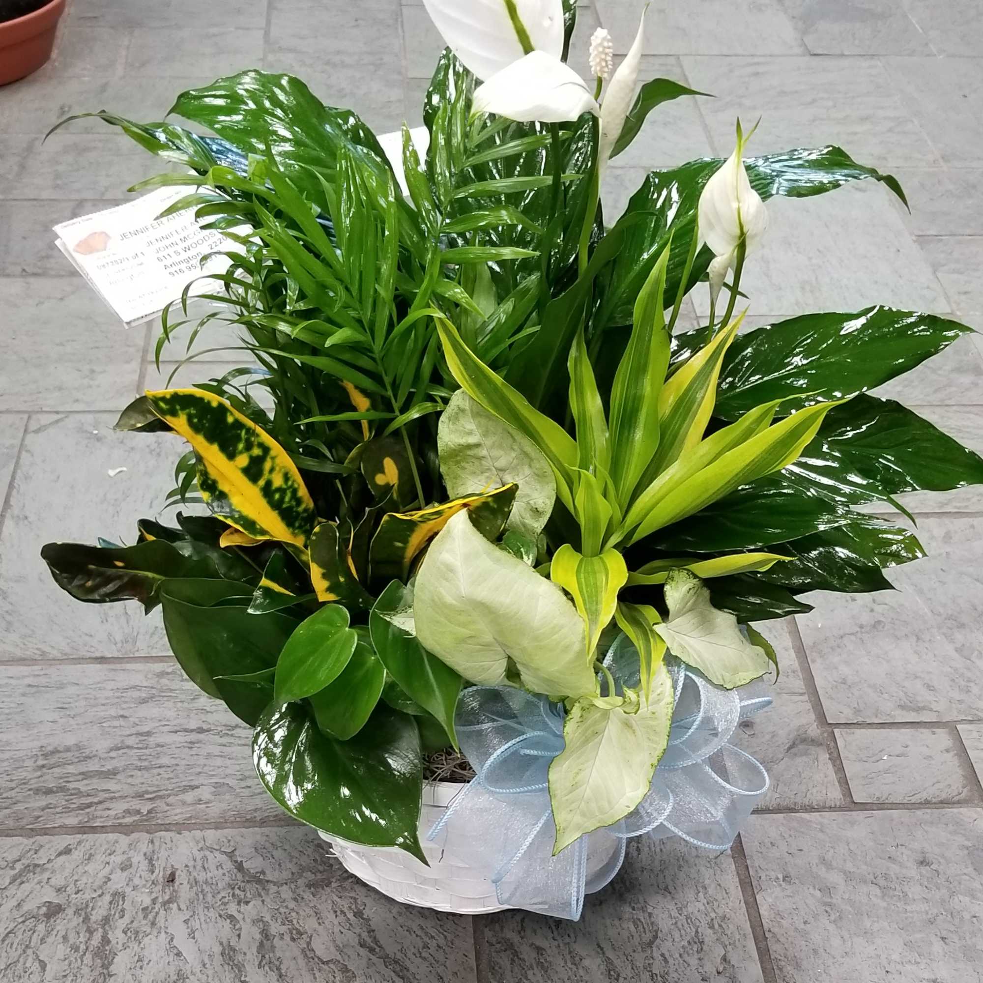 White peace lilies and mixed foliage in a white basket with a blue ribbon