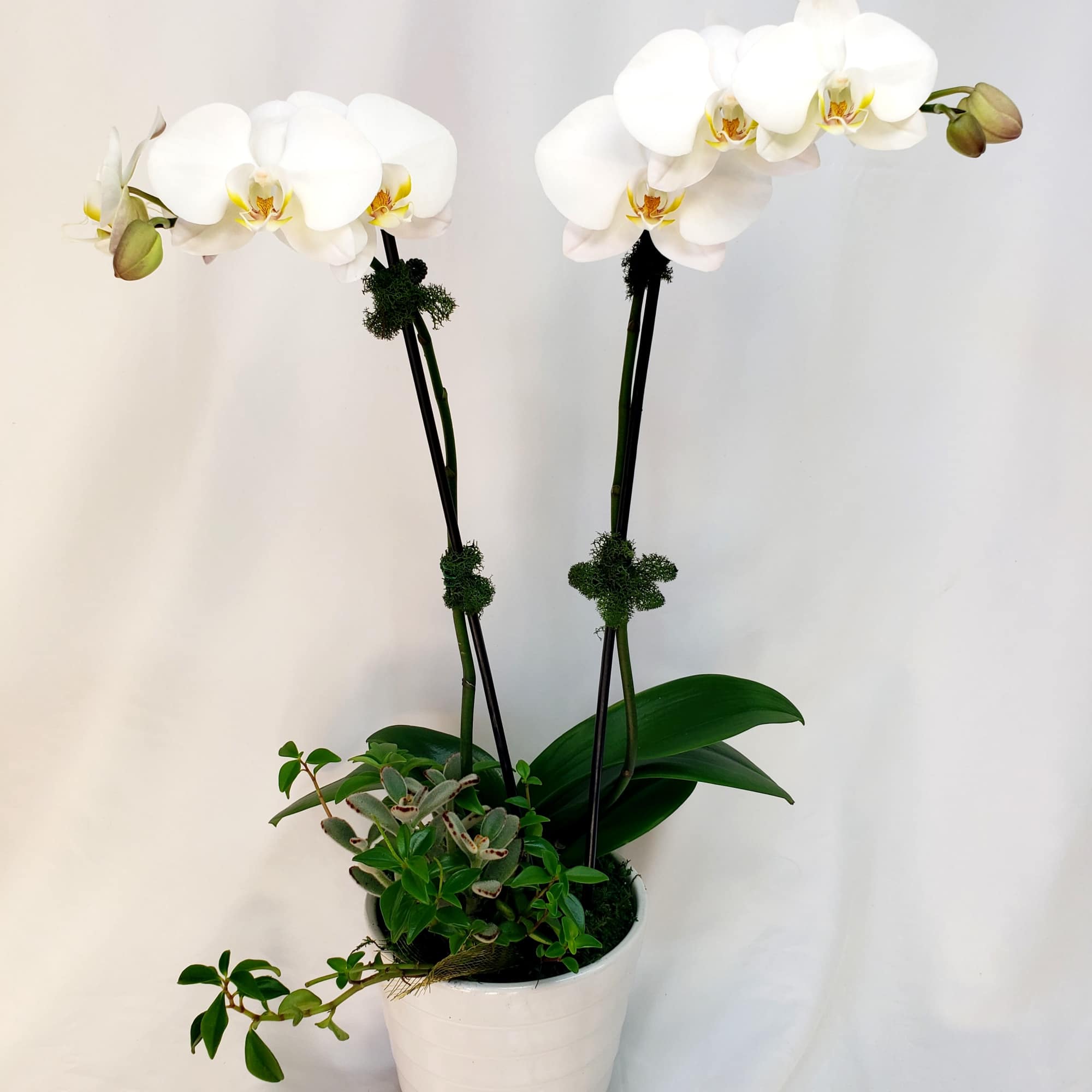 White orchid plant in a white pot with two tall stems