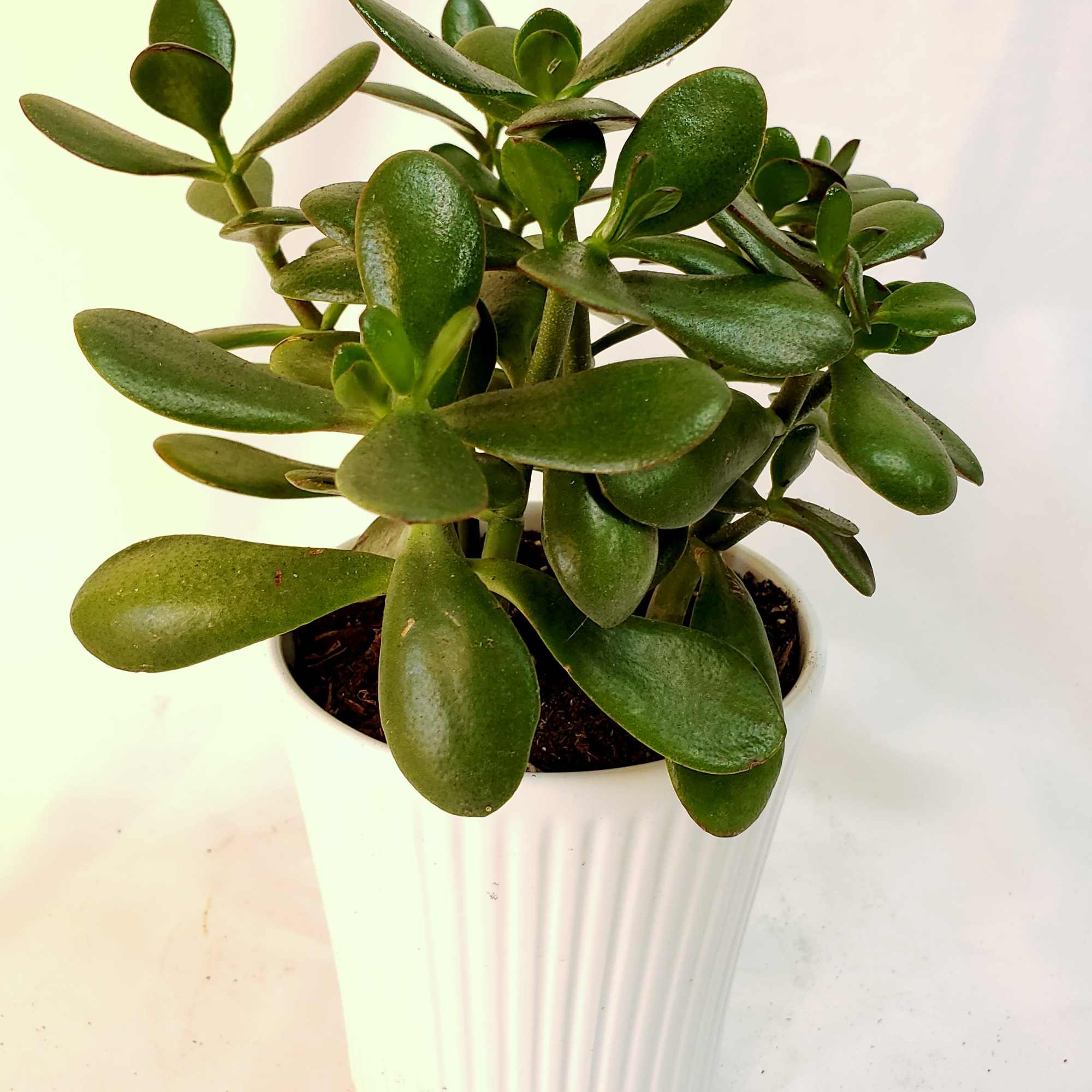 Potted jade plant in a white ribbed planter