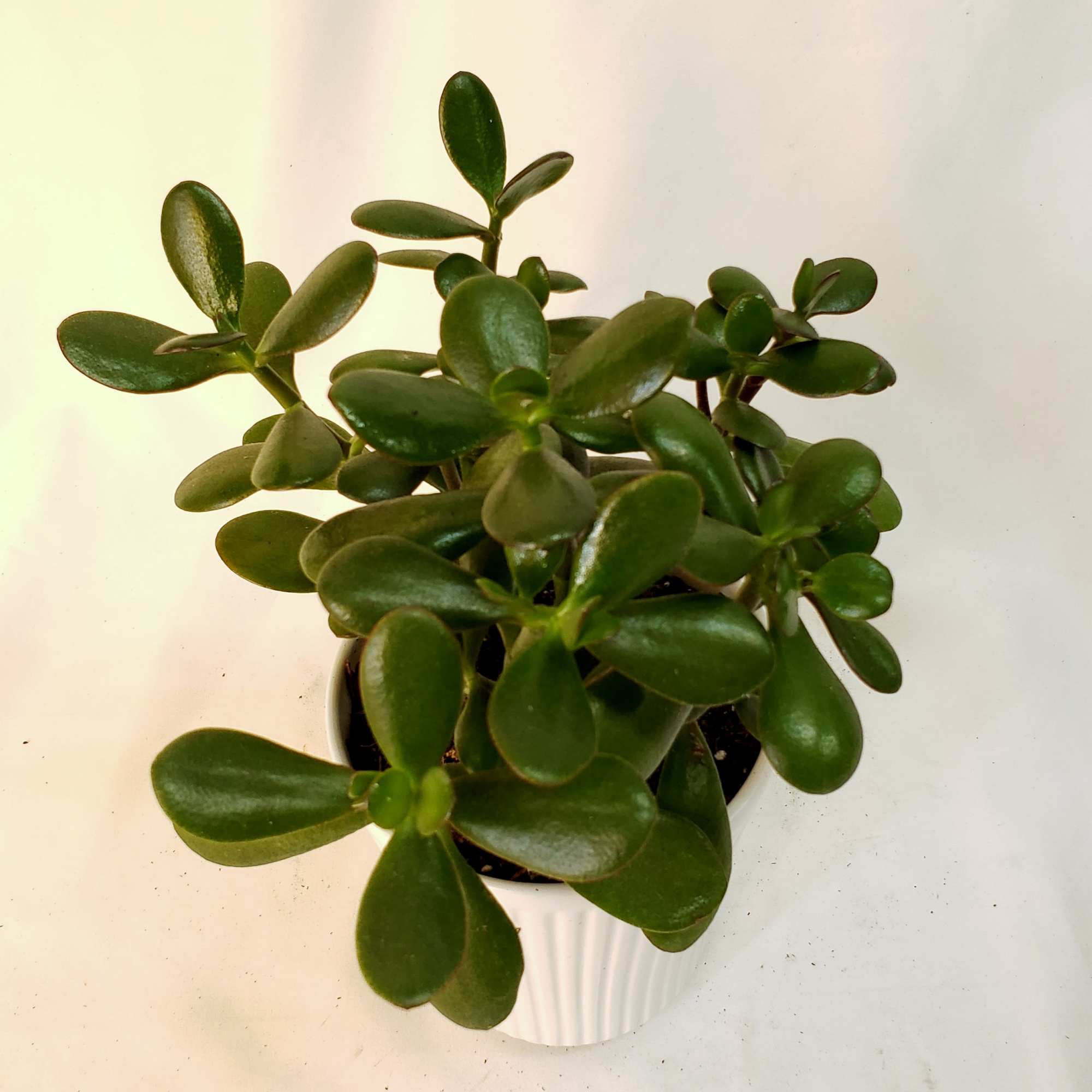 Small potted succulent with thick green leaves in a white pot