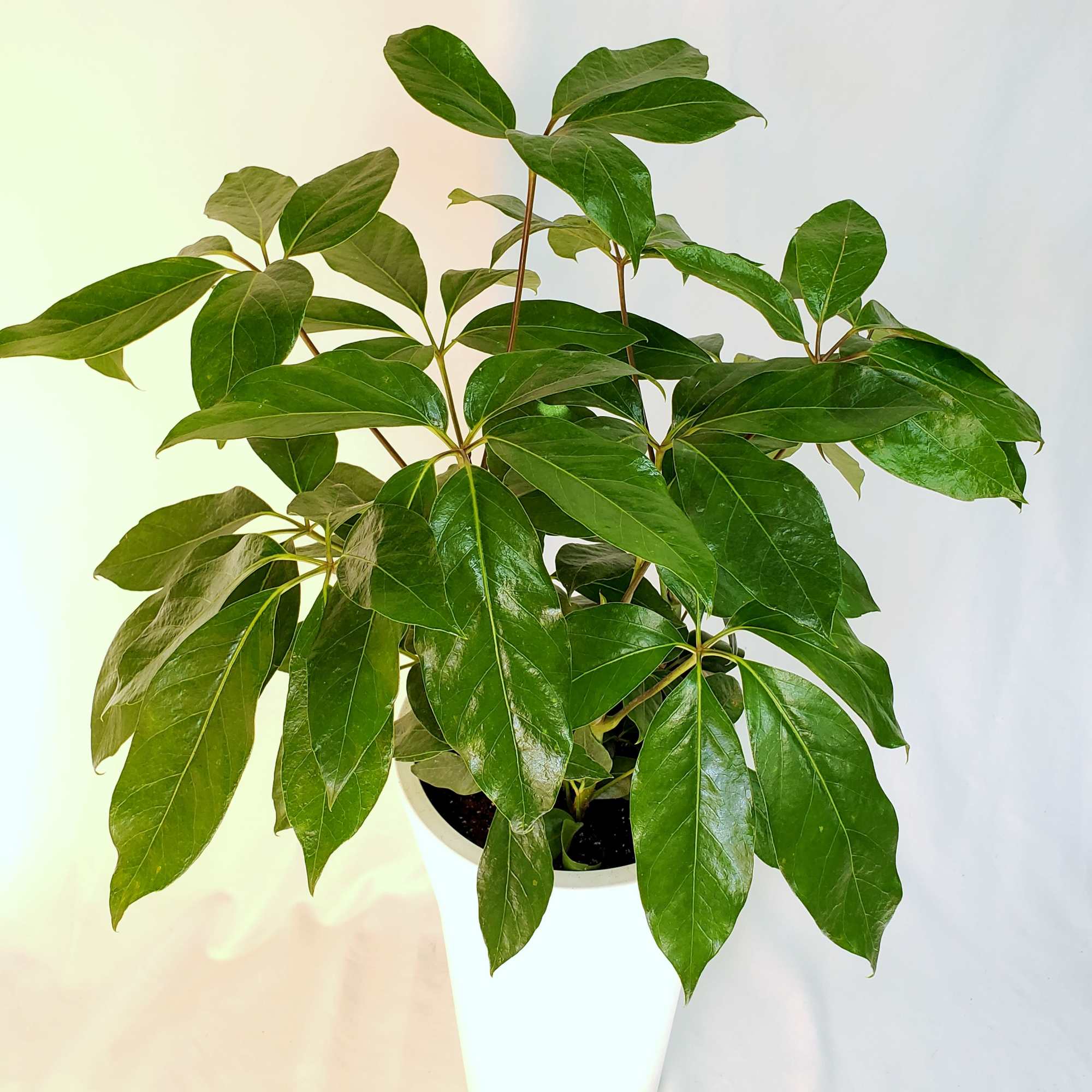Potted green houseplant with glossy leaves in a white planter