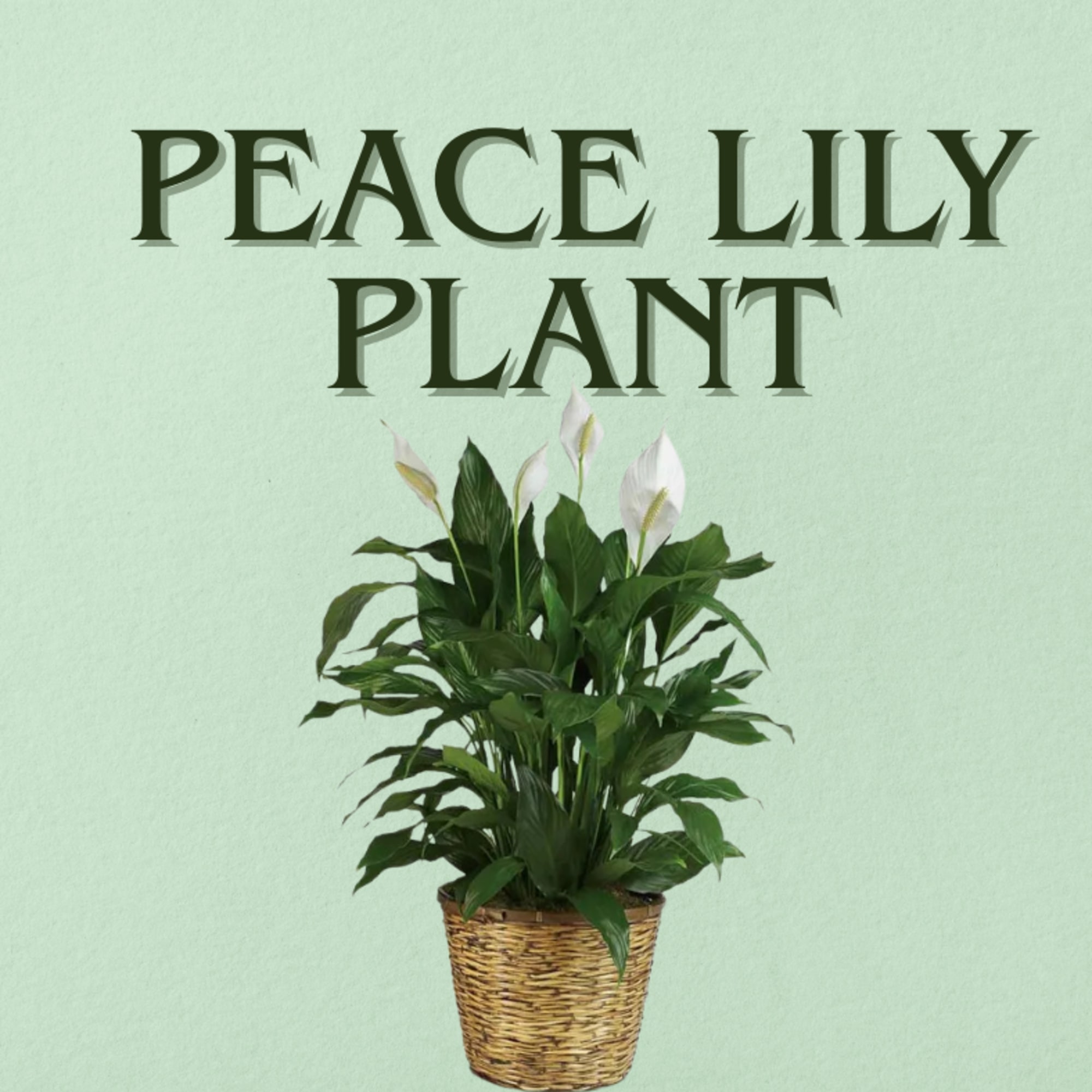 Peace lily plant in a woven basket planter