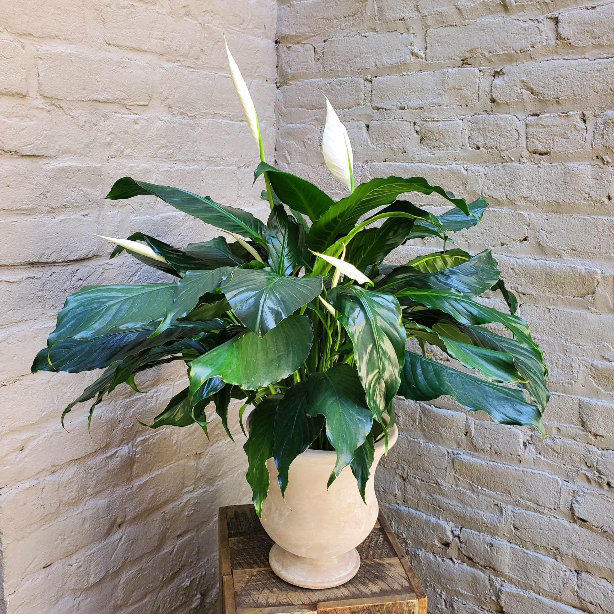 With its deep glossy foliage and delicate white blooms, this lush potted