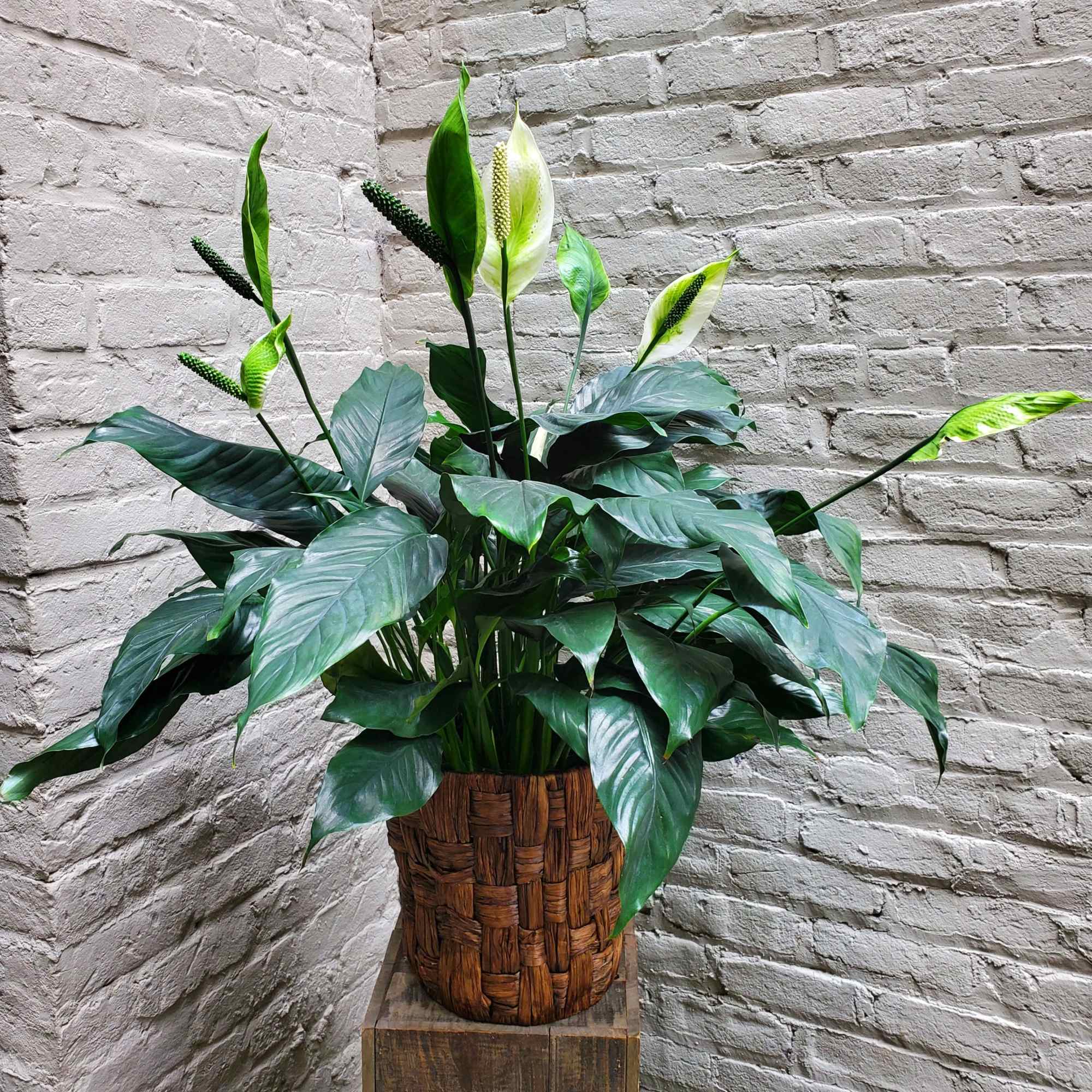 With its deep glossy foliage and delicate white blooms, this lush potted