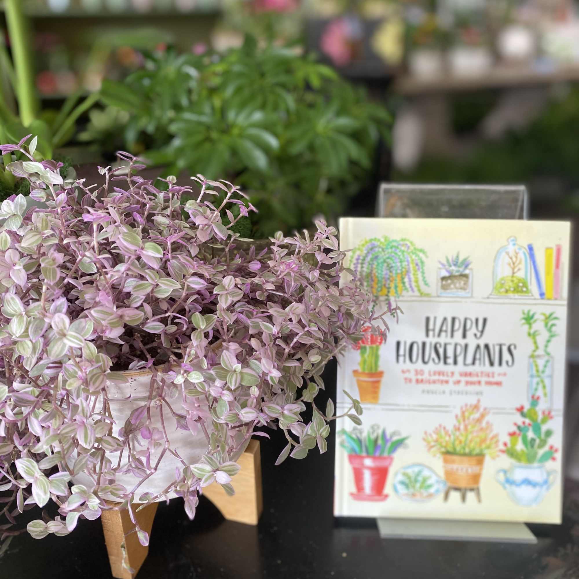 Potted trailing houseplant with pink and green variegated leaves
