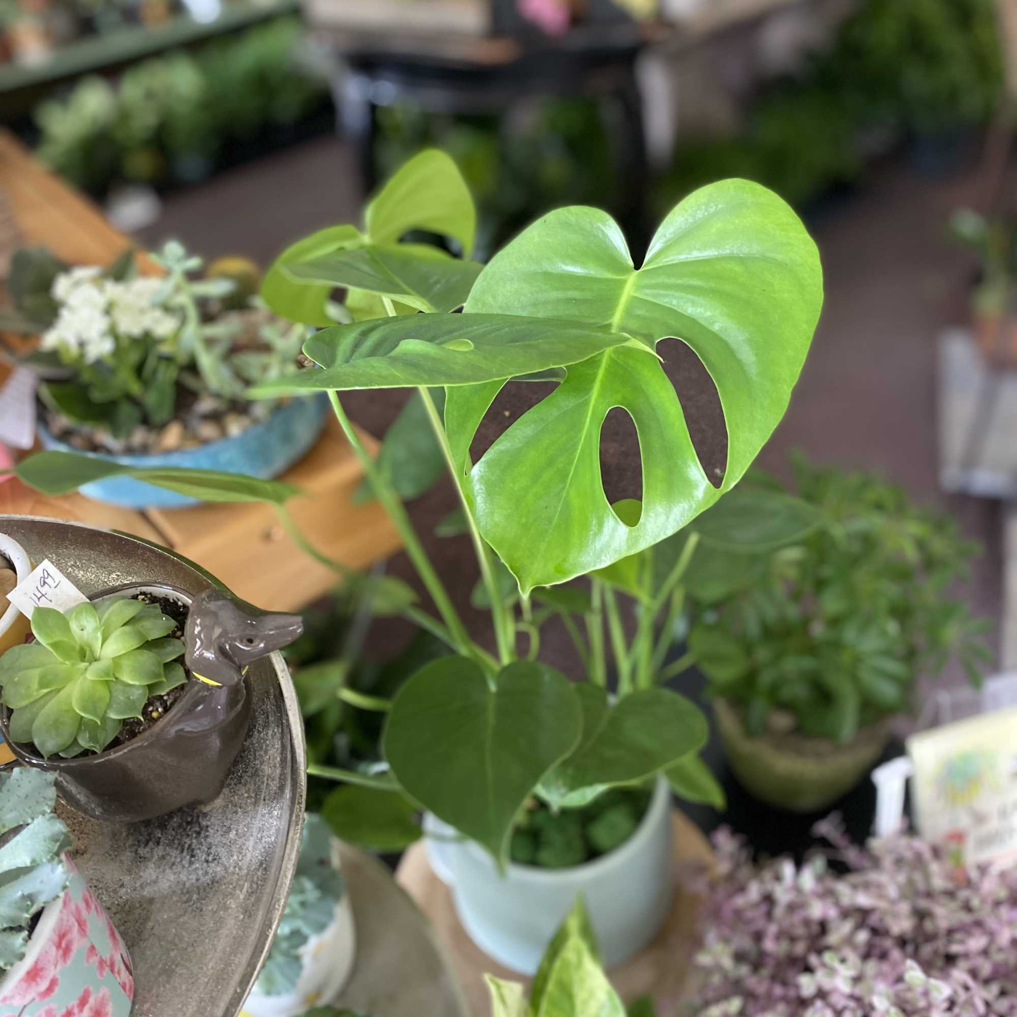 Potted monstera plant with large split green leaves