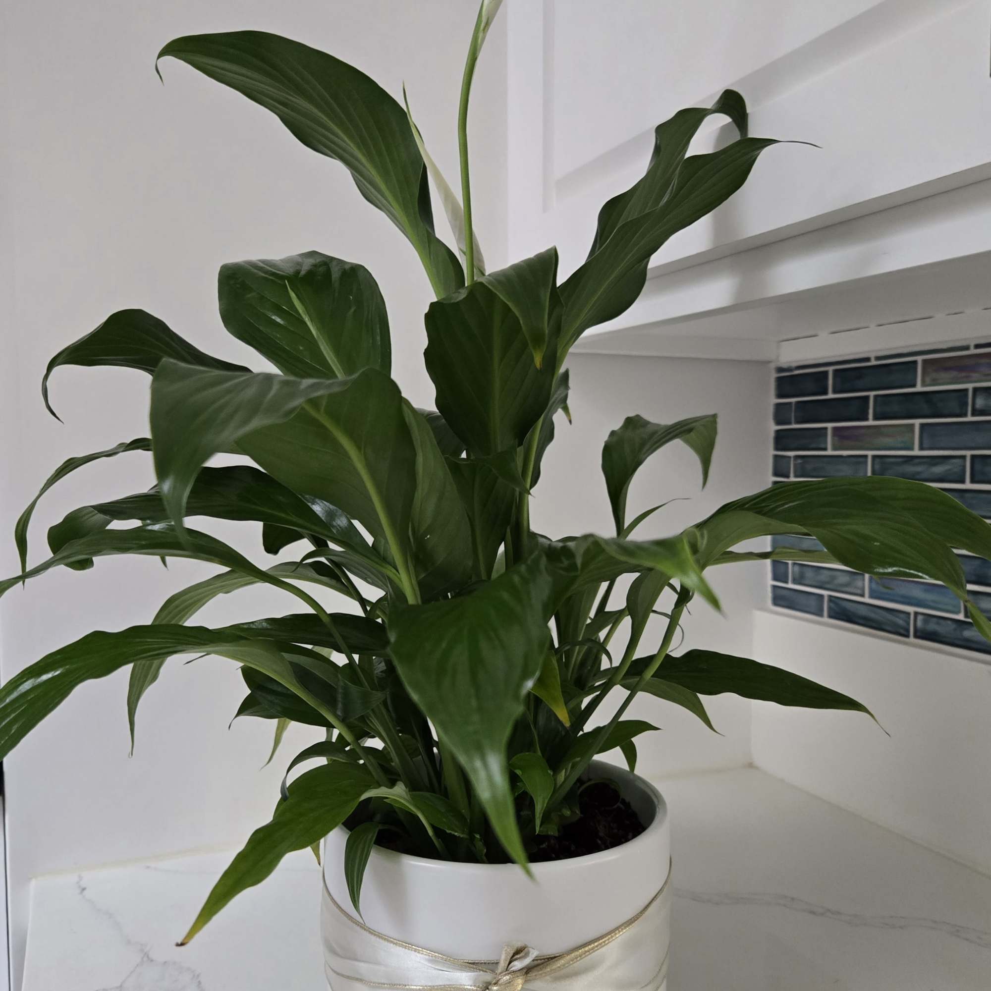 Send your condolences with this Spathiphyllum plant. 
Displayed in a white pot.