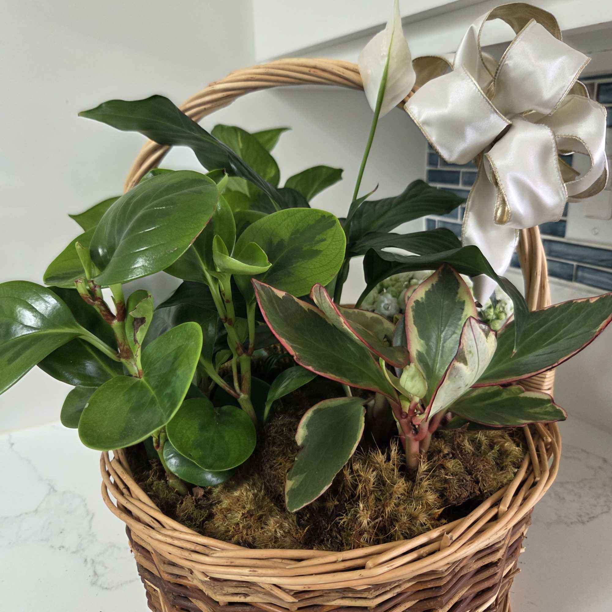 A variety of interesting plants in a basket for any occasion finished, photo 2 of 2