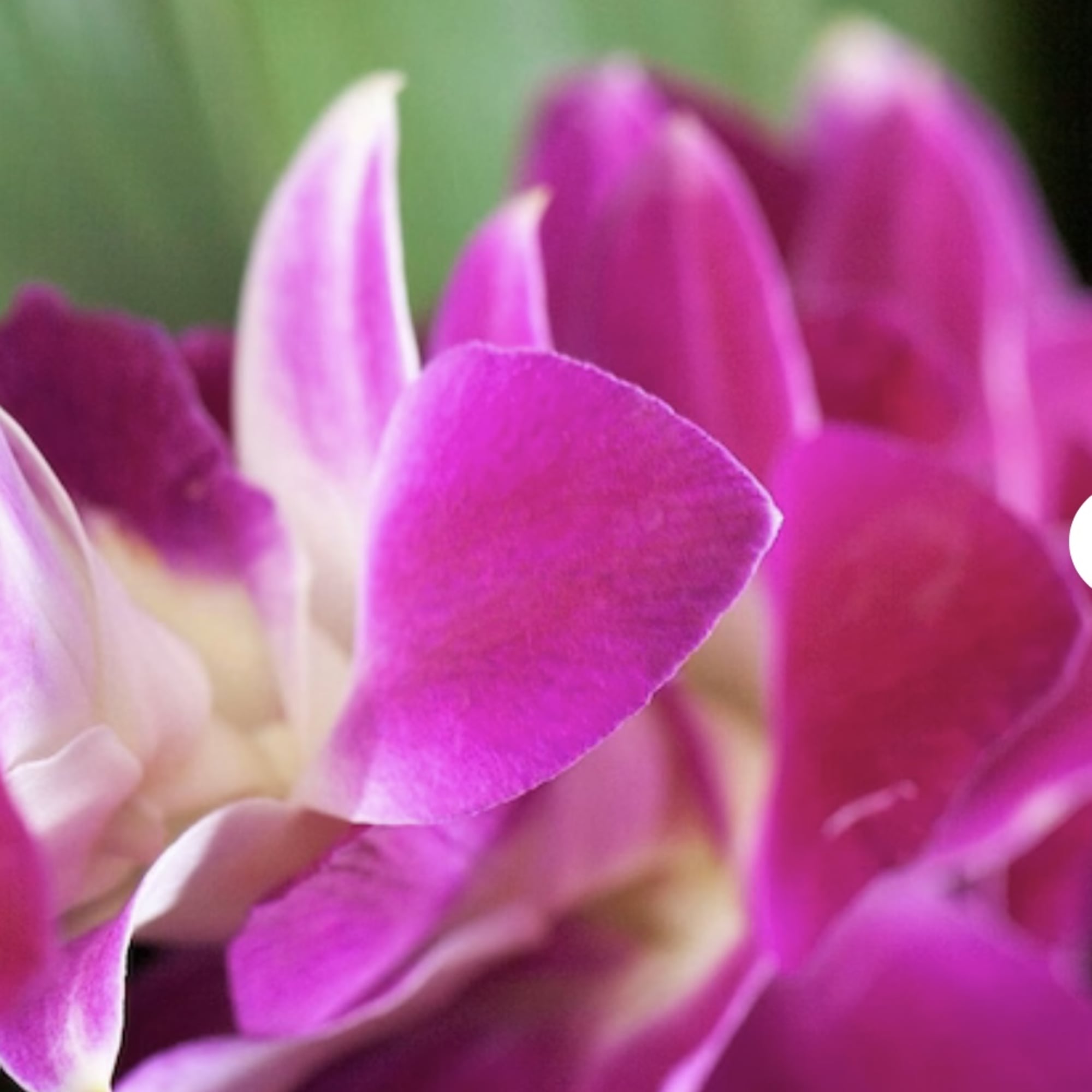 Close-up of magenta and white orchid petals