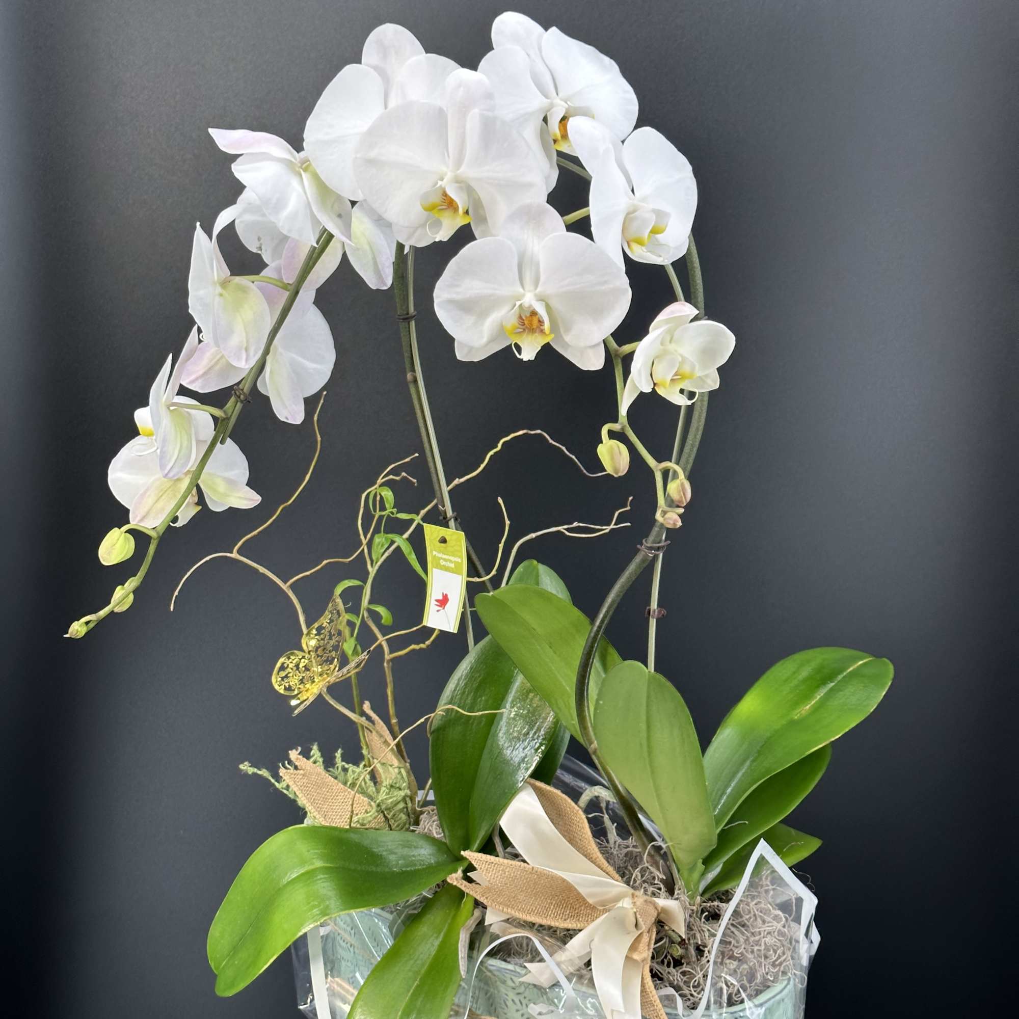 Send this gorgeous Orchids plant to show your recipient that  thinking
