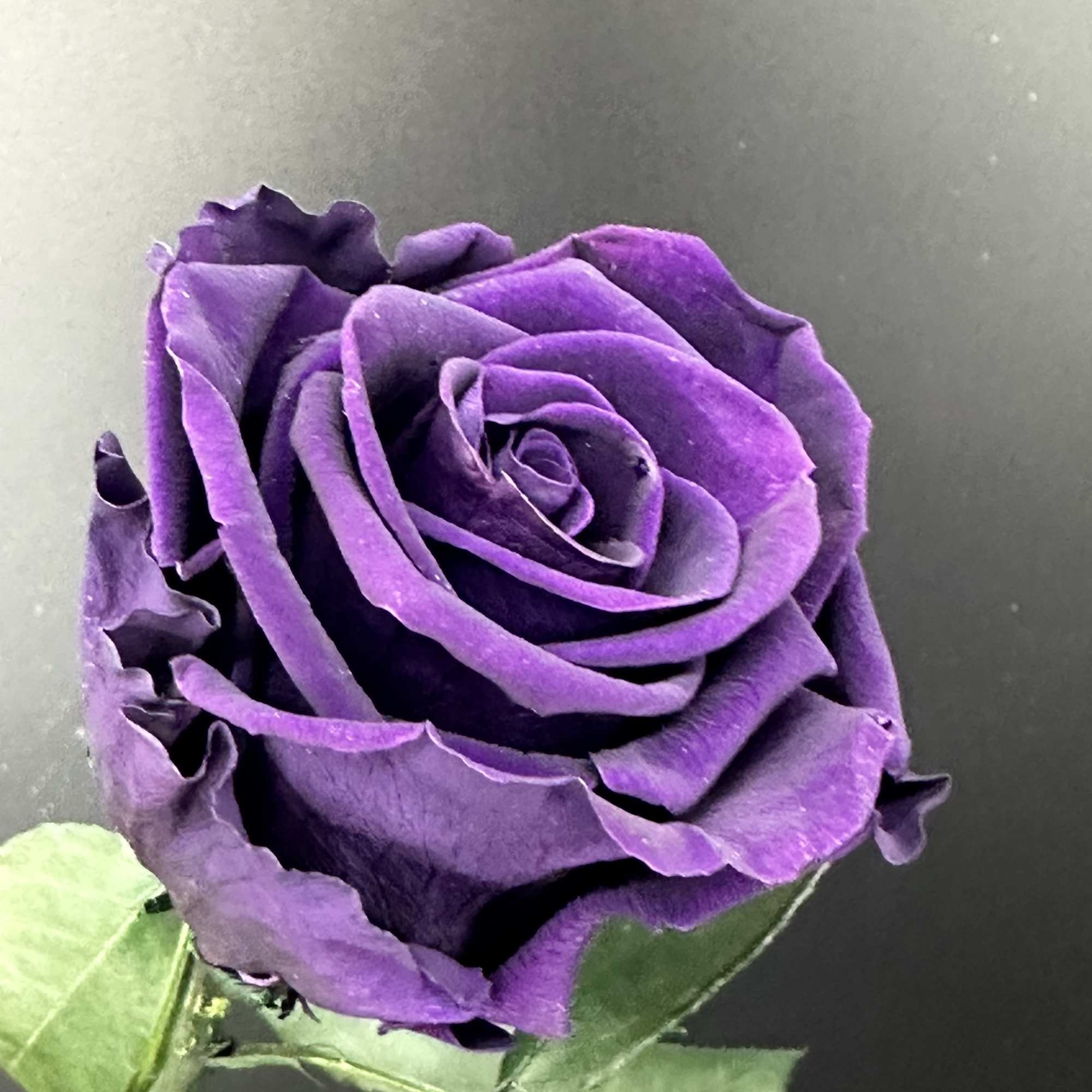 Single purple rose bloom with green leaves