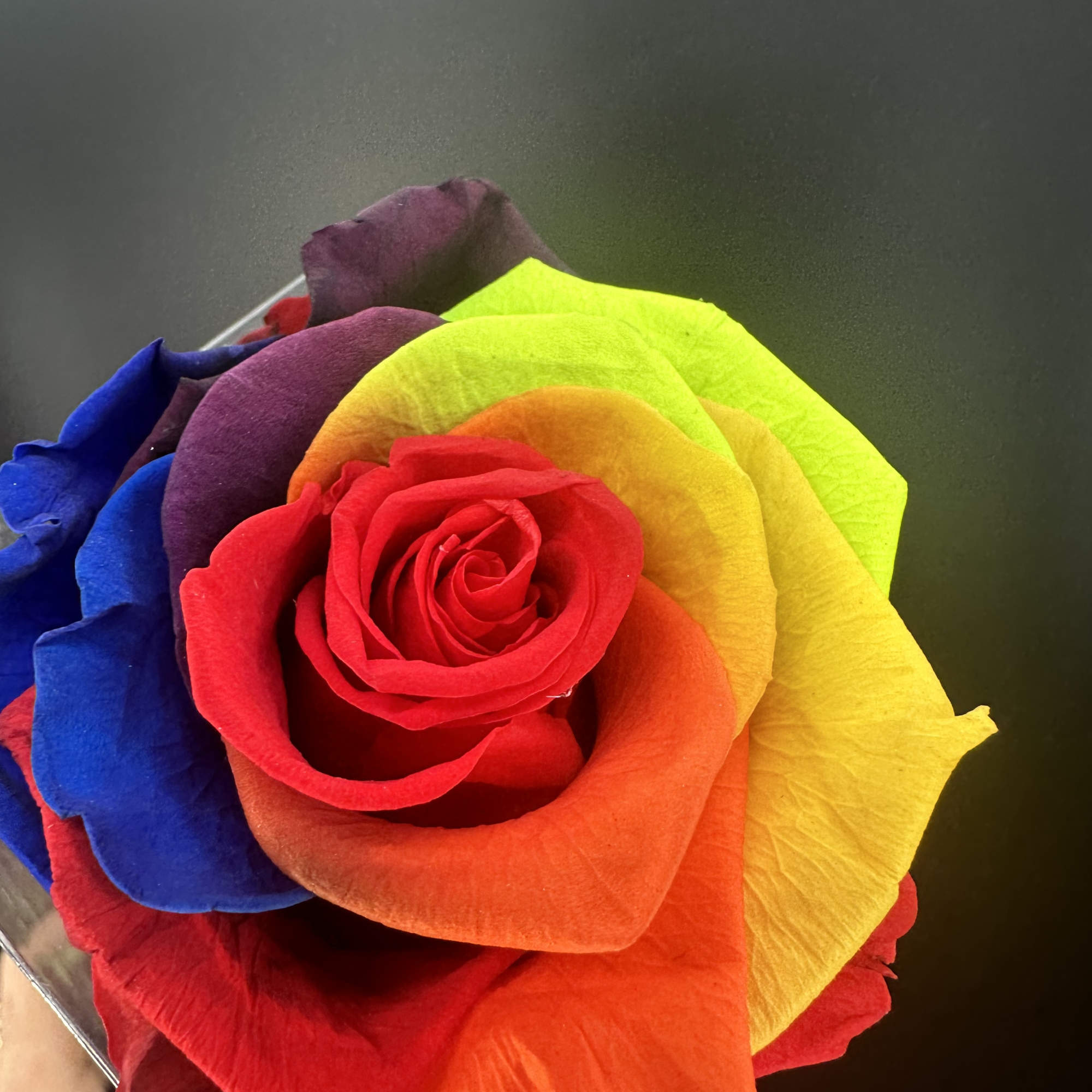 Premium preserved roses  in assorted colors ,beautiful presentation to last for