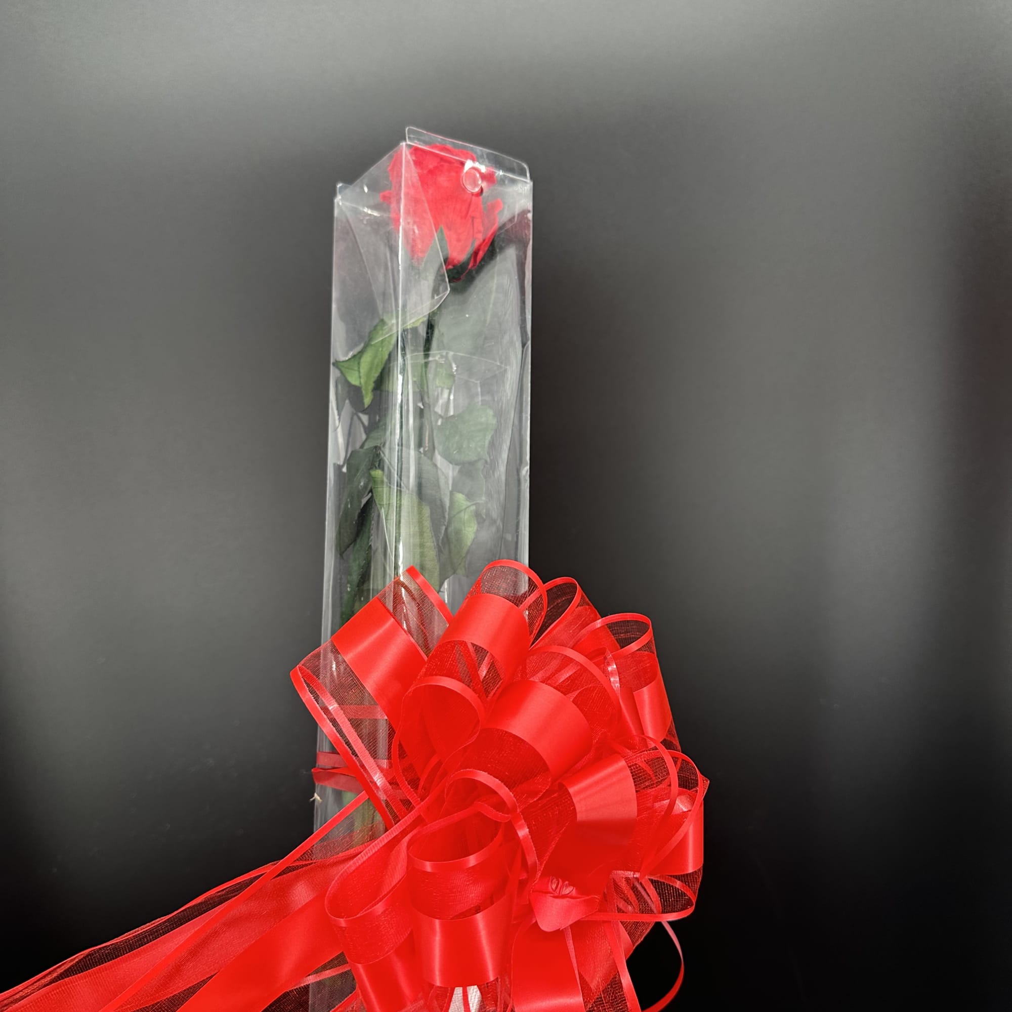Single red rose in a clear sleeve with a large red ribbon bow
