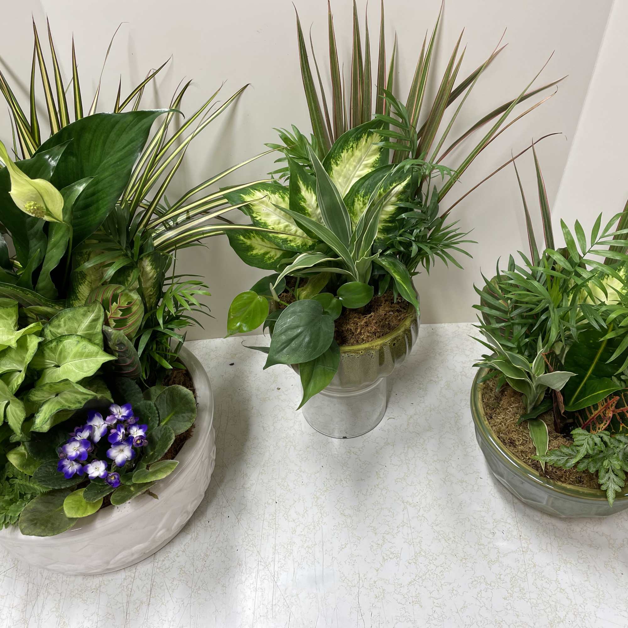 Three mixed tropical plant arrangements in low glass and ceramic containers