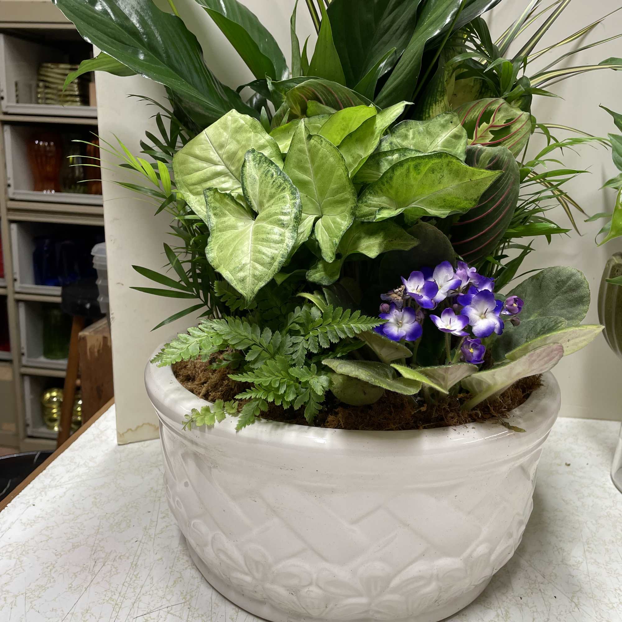 Mixed green potted plant arrangement with purple flowers in a white ceramic bowl