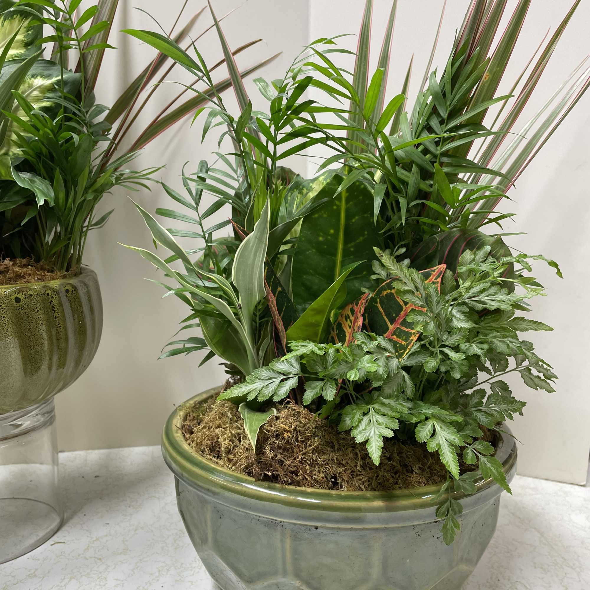Mixed green houseplants in a glass bowl planter