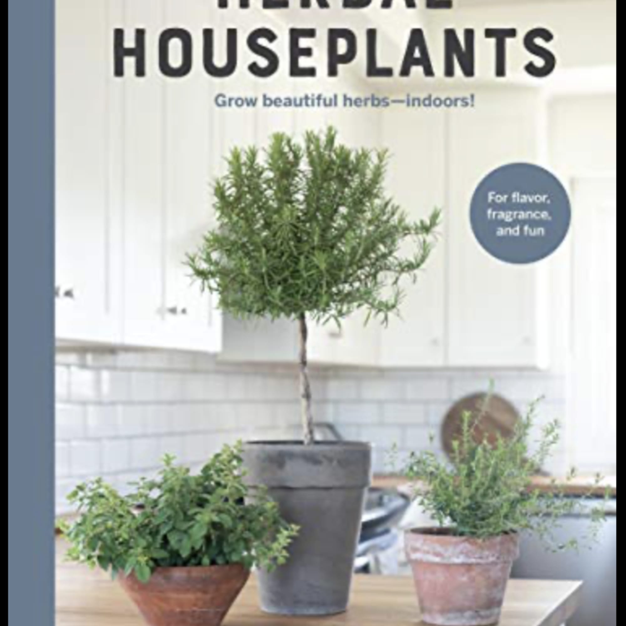 Potted herb plants displayed on a kitchen counter