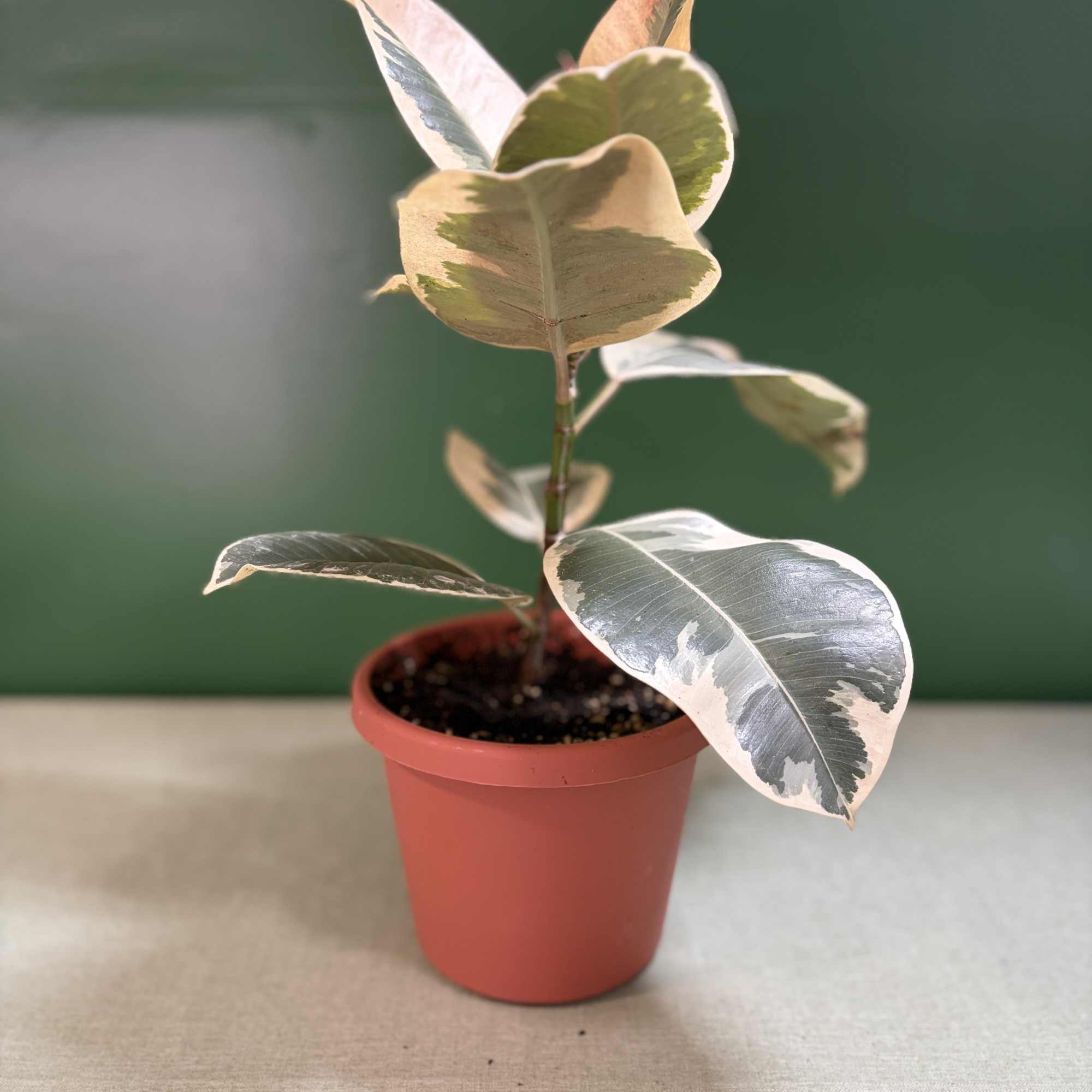 Variegated potted plant in a red plastic pot