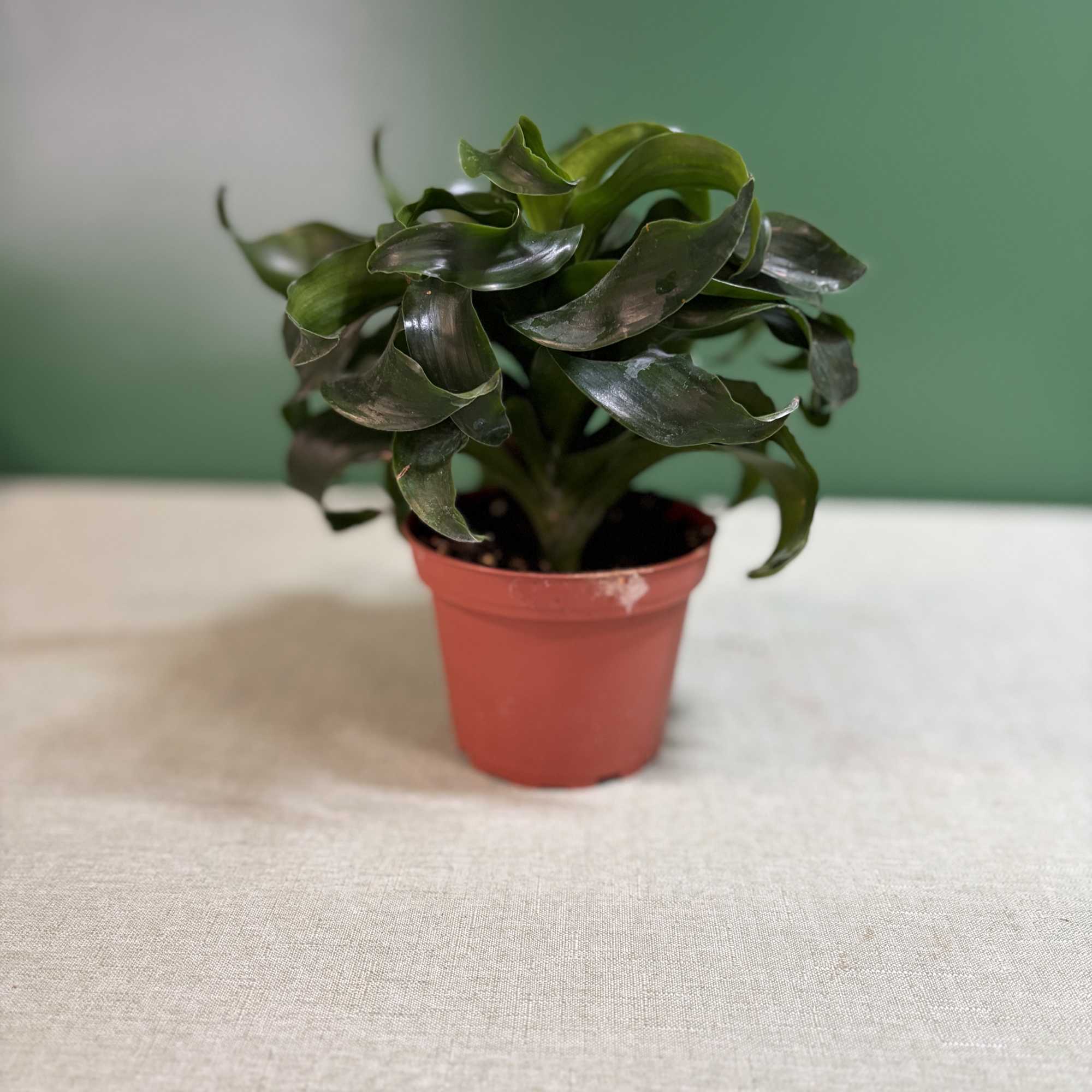 raonjena 300カナダドル Dracaena 'Tornado' (Twisted Dracaena)by Fleur De CJ