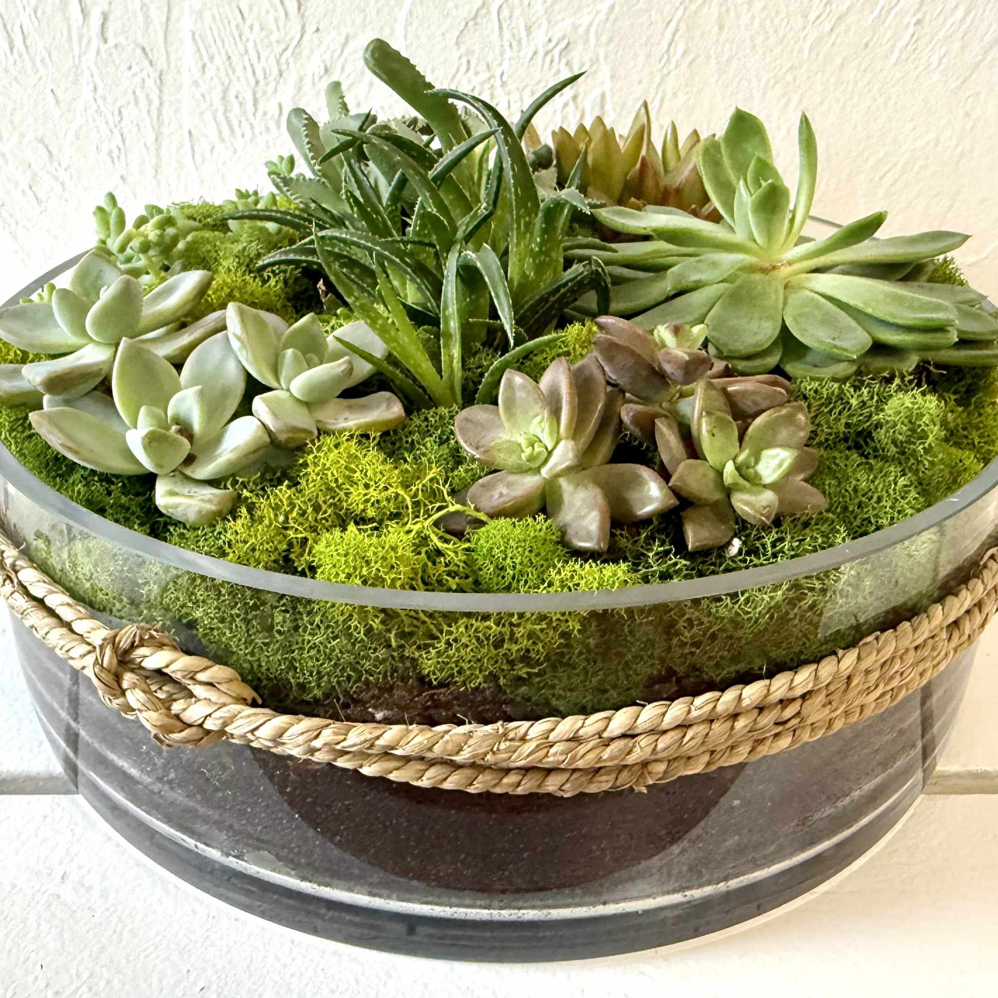 Succulent arrangement in a round glass bowl with moss and a rope handle