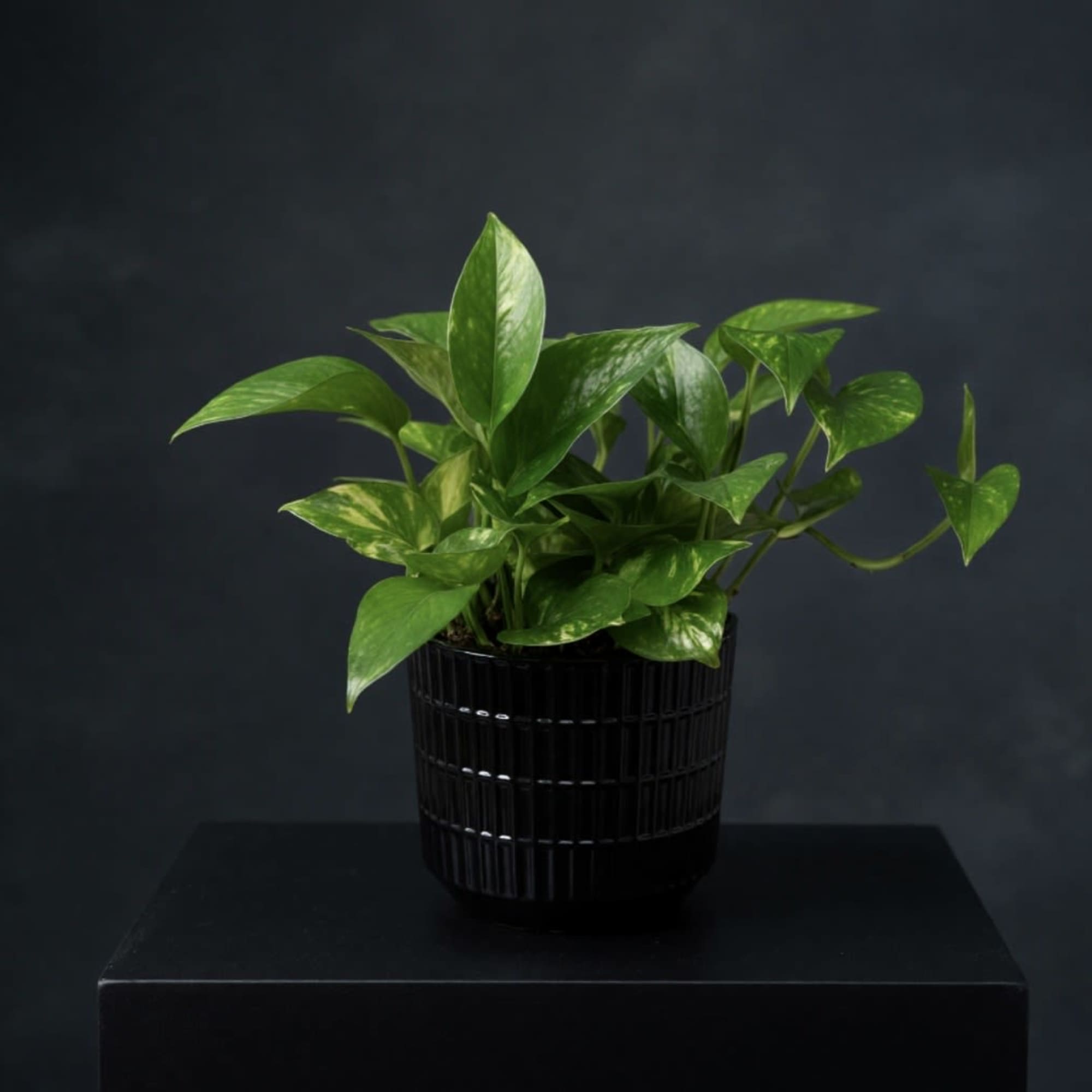 Beautiful green pathos plant in an earthy ceramic vase. I like moderate