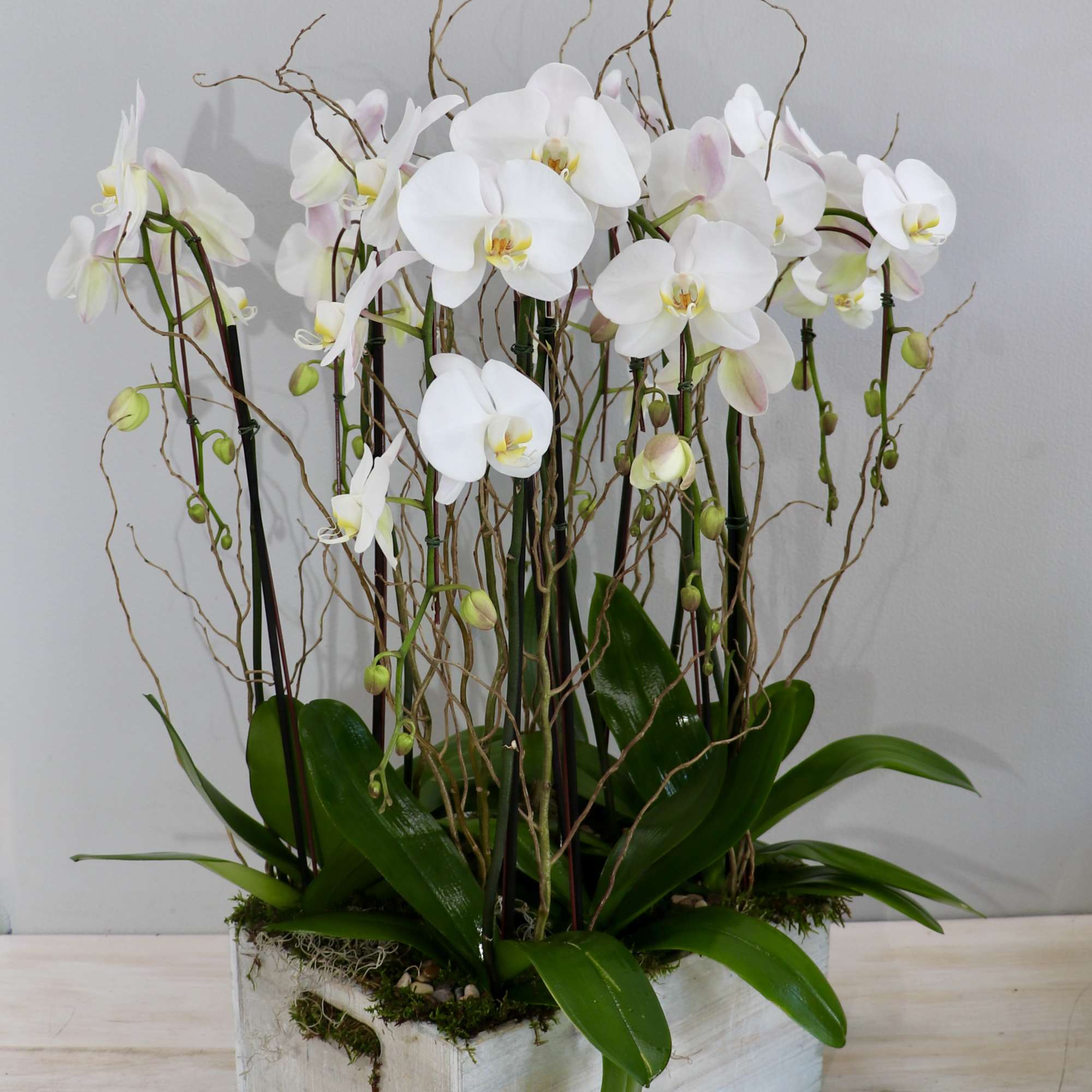 Cluster of white phalaenopsis orchids with curly branches in a rustic white wooden box
