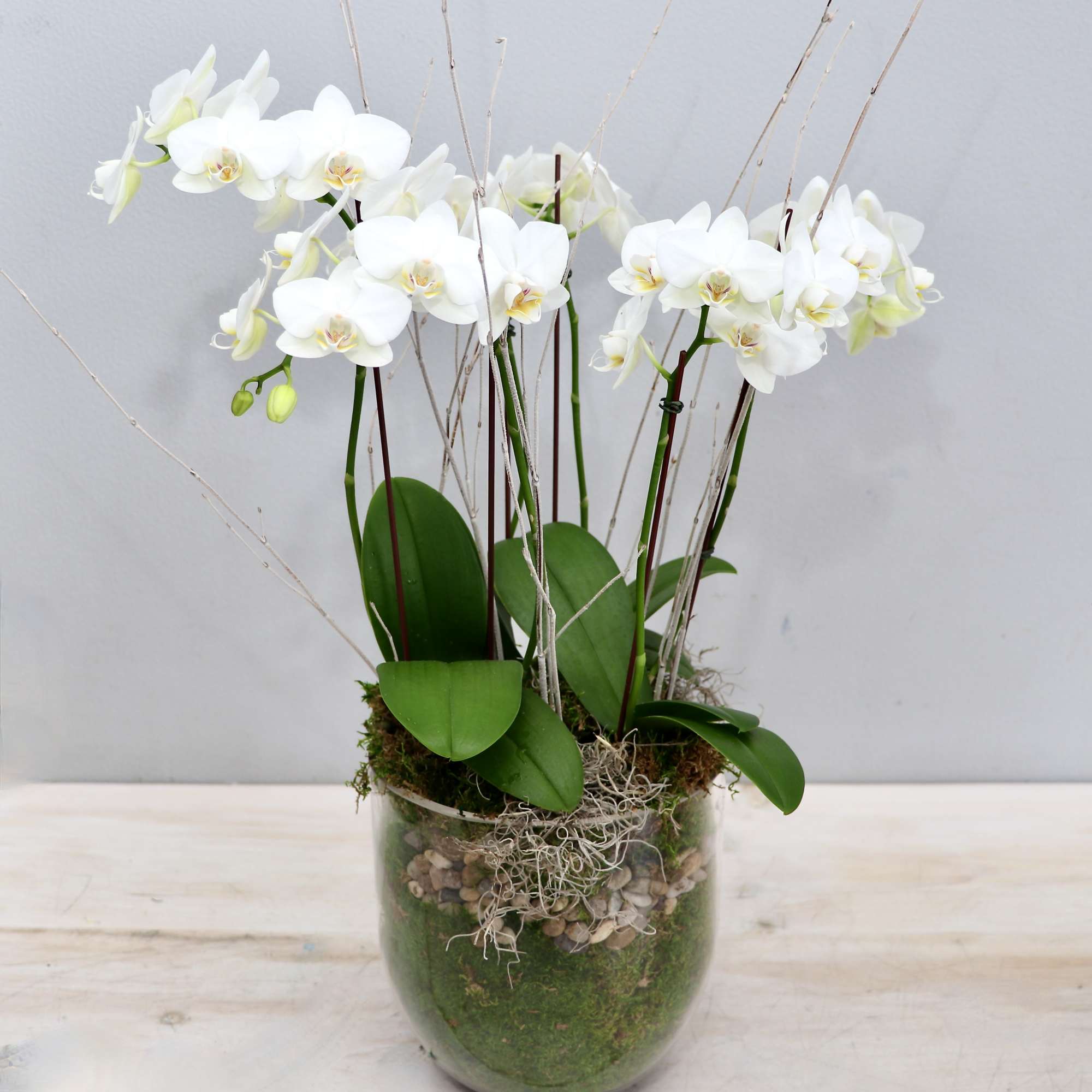 Potted white phalaenopsis orchids in a clear glass vase with moss and pebbles
