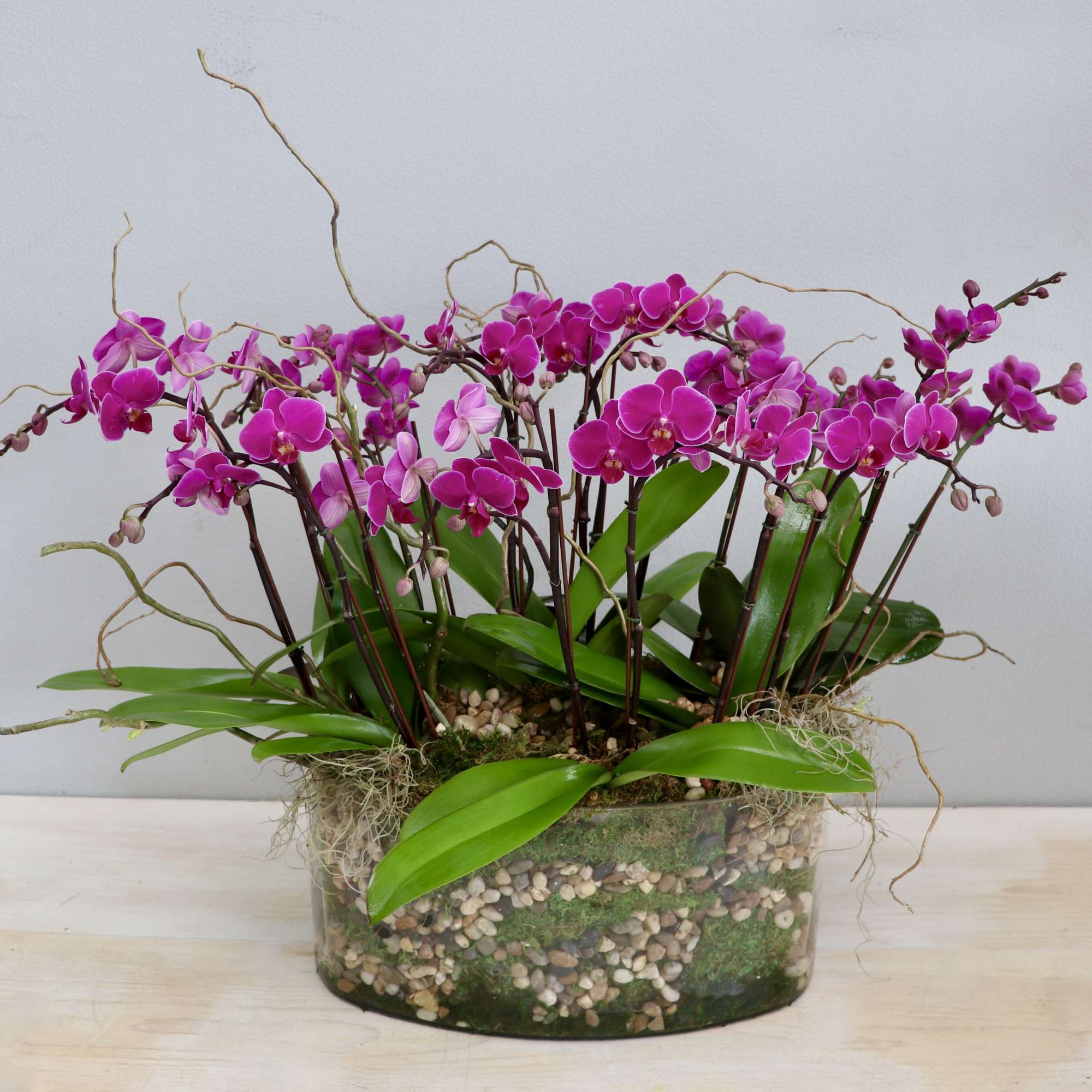 Low glass planter filled with multiple pink phalaenopsis orchids and pebbles.