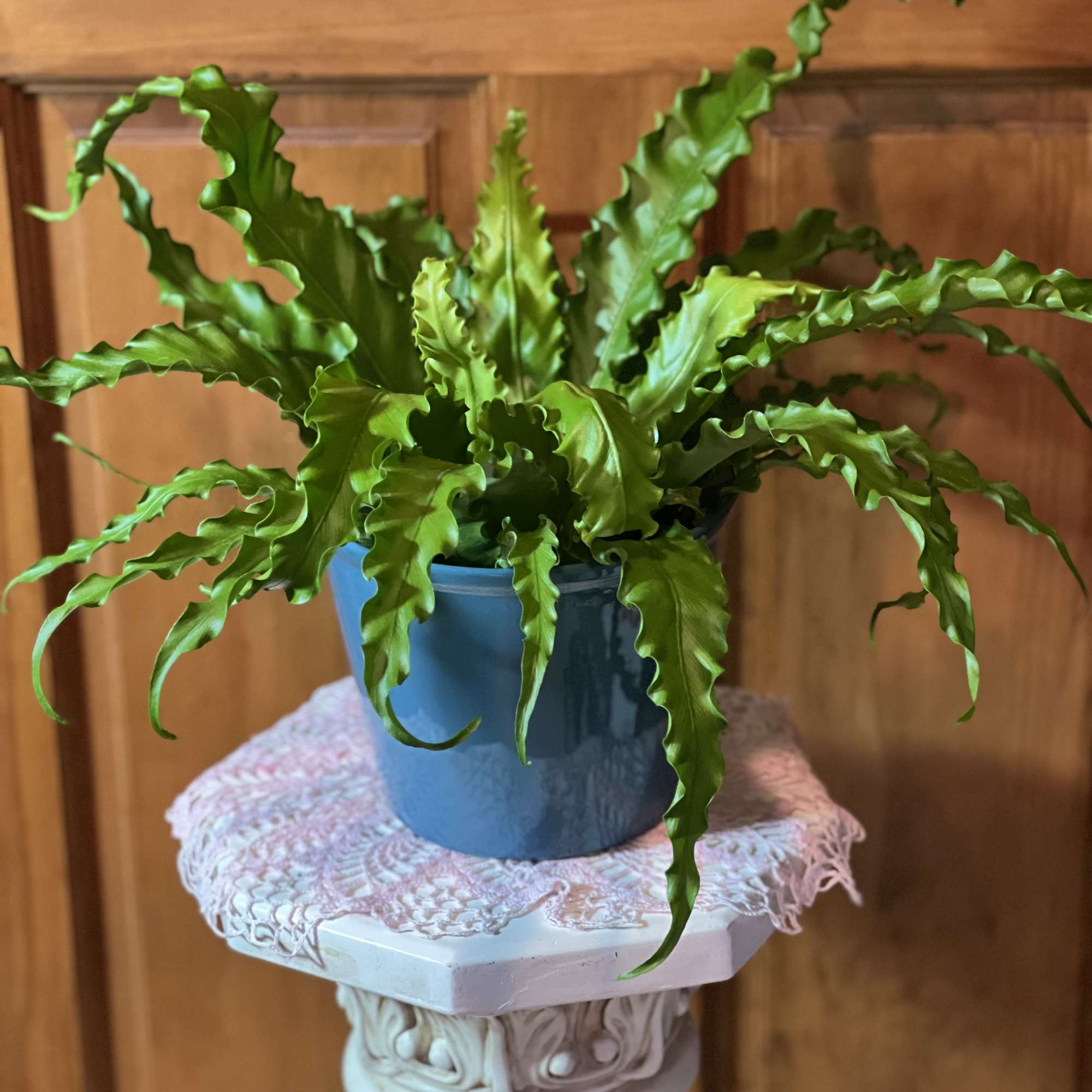Potted green fern in a blue ceramic pot