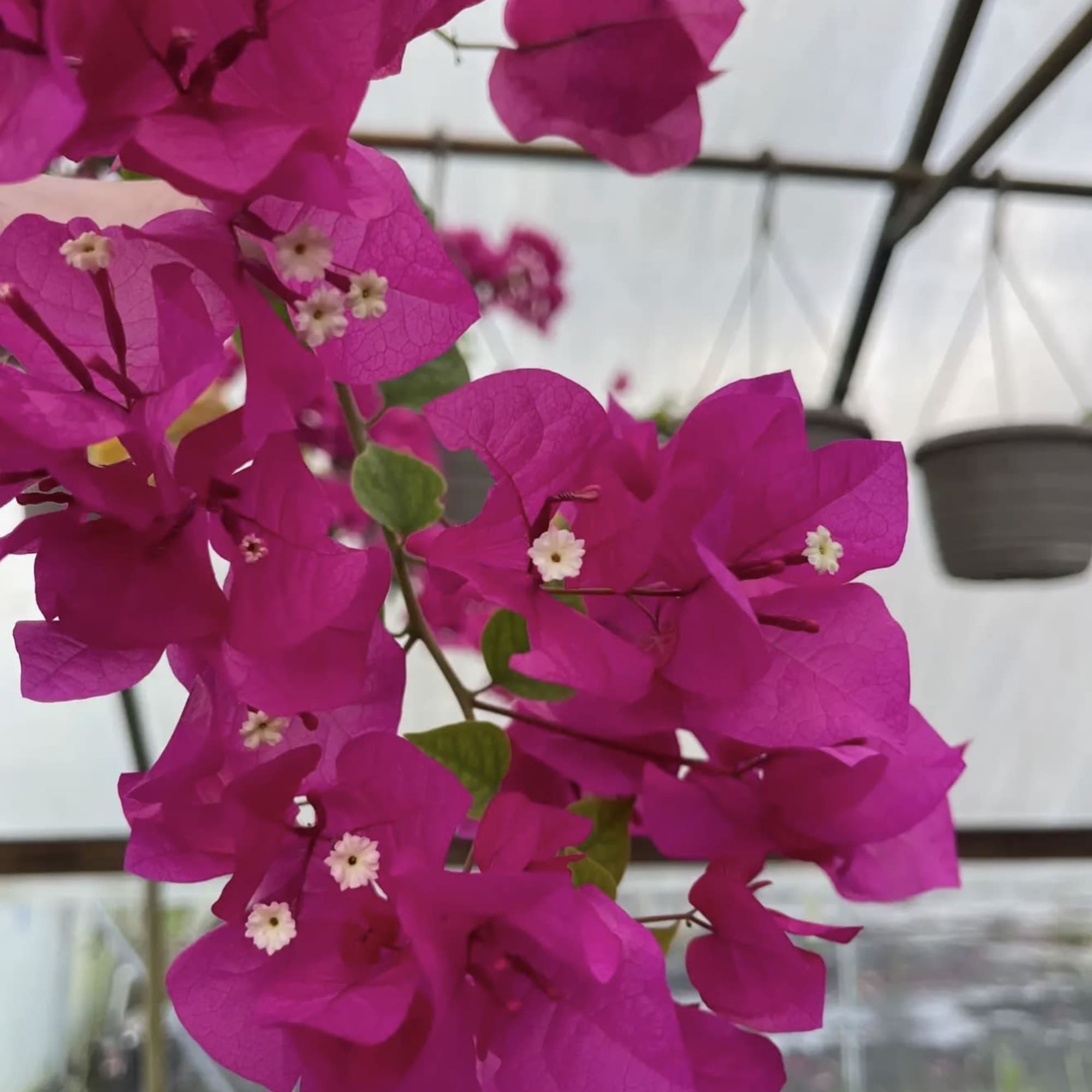 Pre Order (5-7 days) 
Tropical vining shrub. They require full sun and, photo 2 of 2