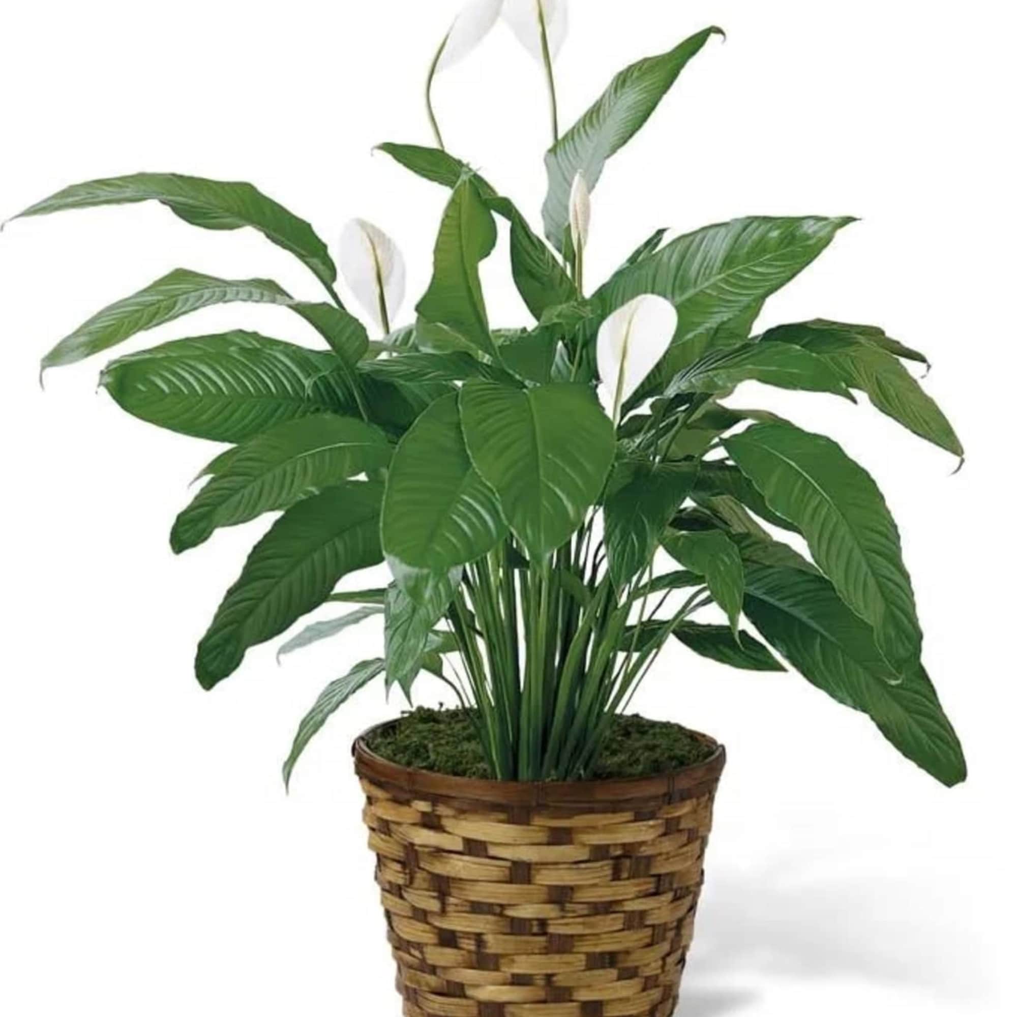 White peace lily plant in a woven basket planter