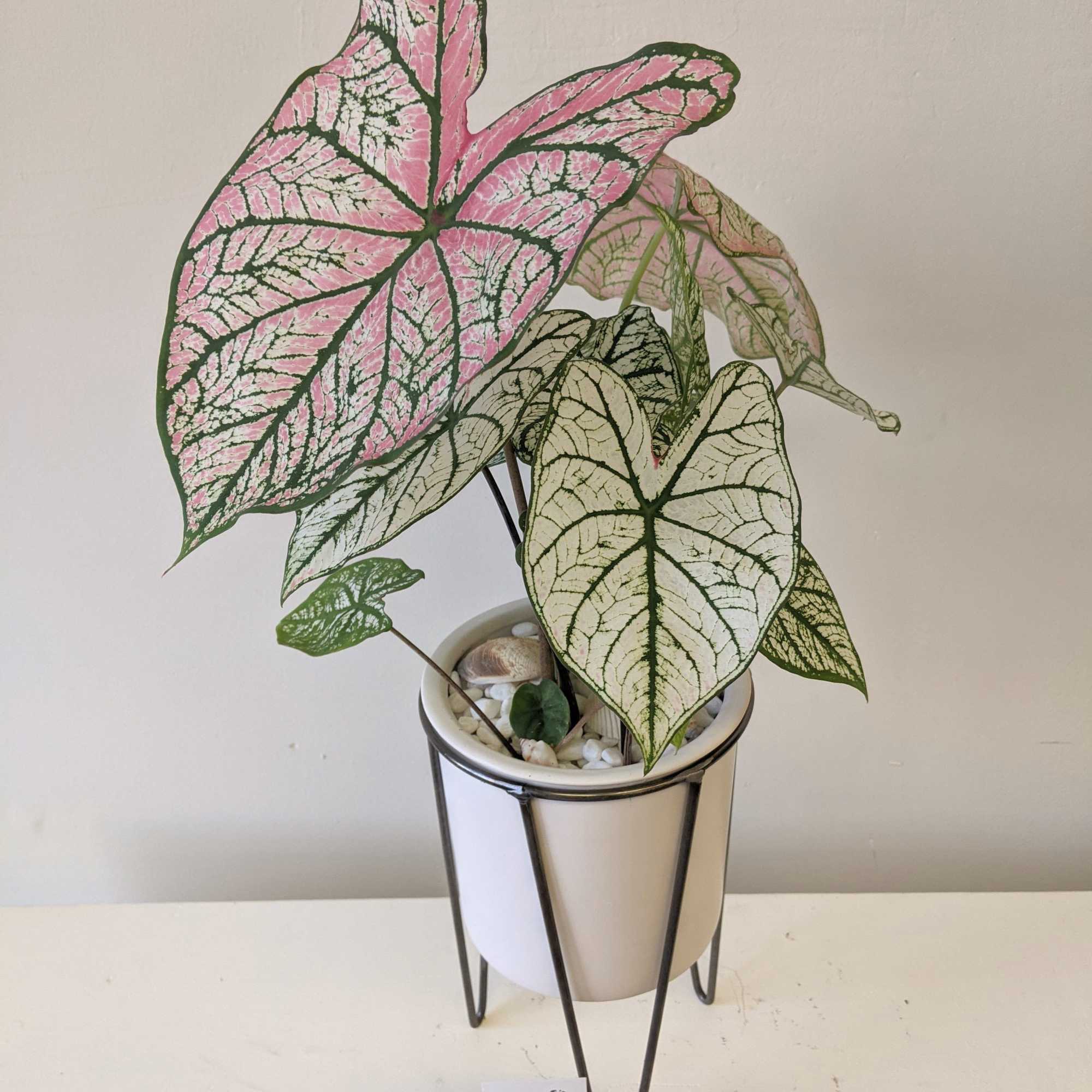Potted caladium plant with pink and white patterned leaves in a white stand
