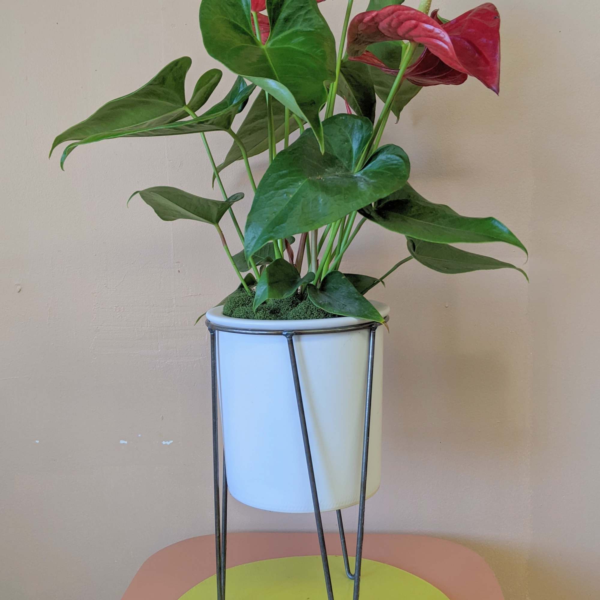 An Anthurium plant in a modern ceramic pot with wire legs. Measures