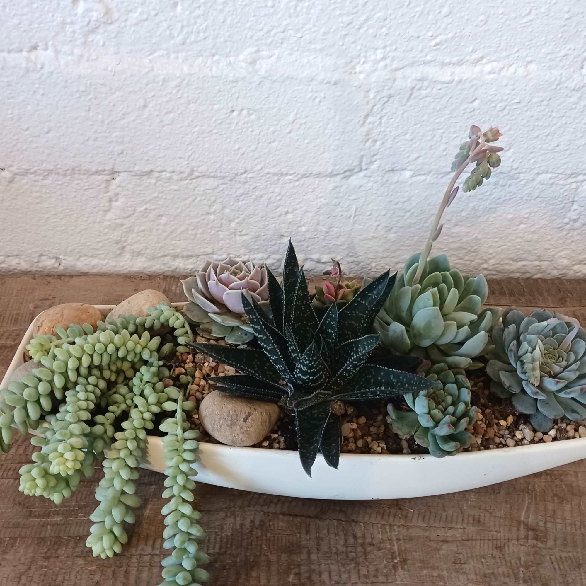 Succulent arrangement in a white boat-shaped planter with decorative stones