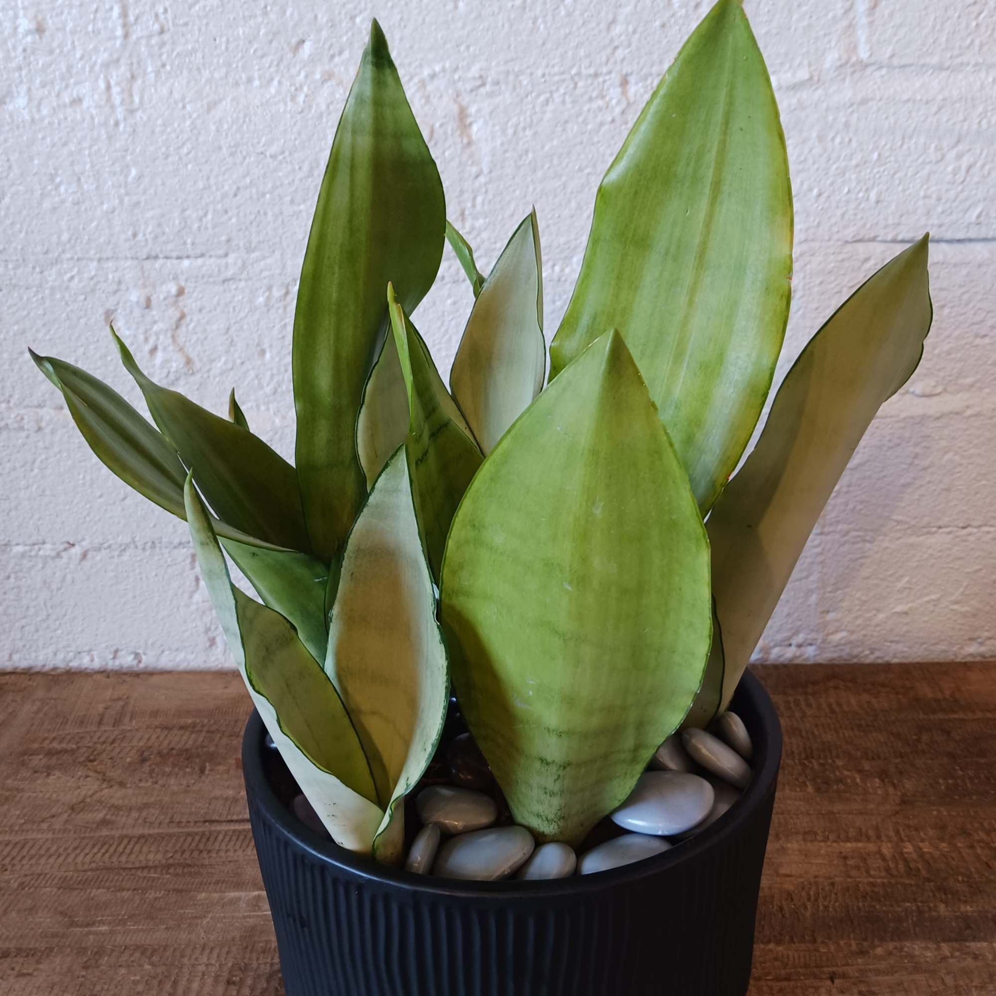 Potted snake plant in a black ribbed container with decorative stones