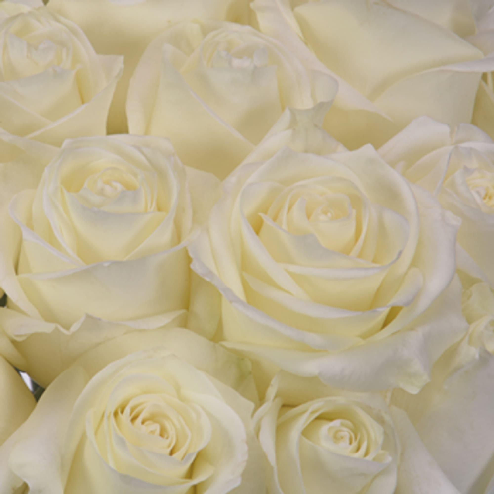 Red! White! Pink! Hot Pink! Yellow! Lavender! Orange! Bi-Colors! Roses come in