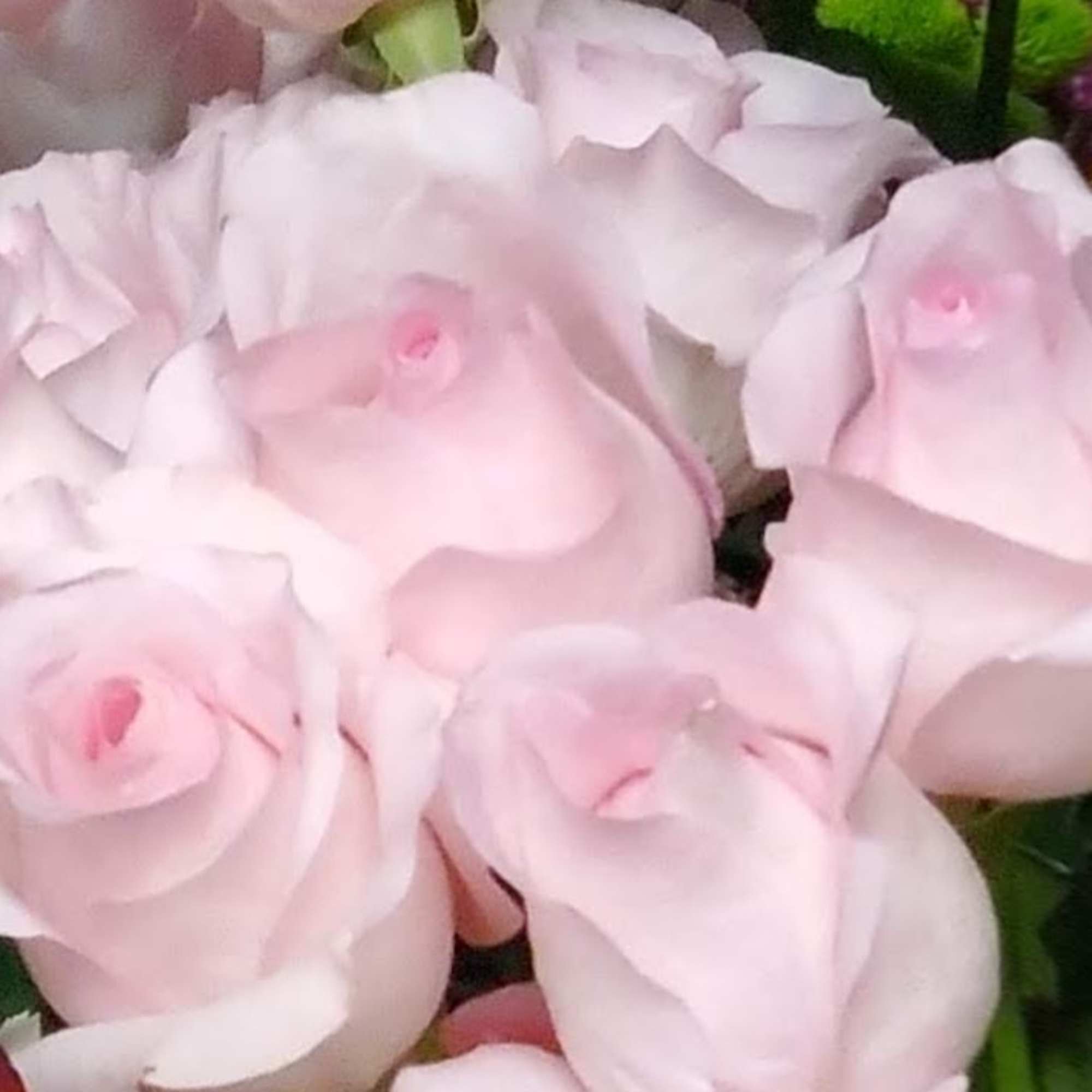 Red! White! Pink! Hot Pink! Yellow! Lavender! Orange! Bi-Colors! Roses come in