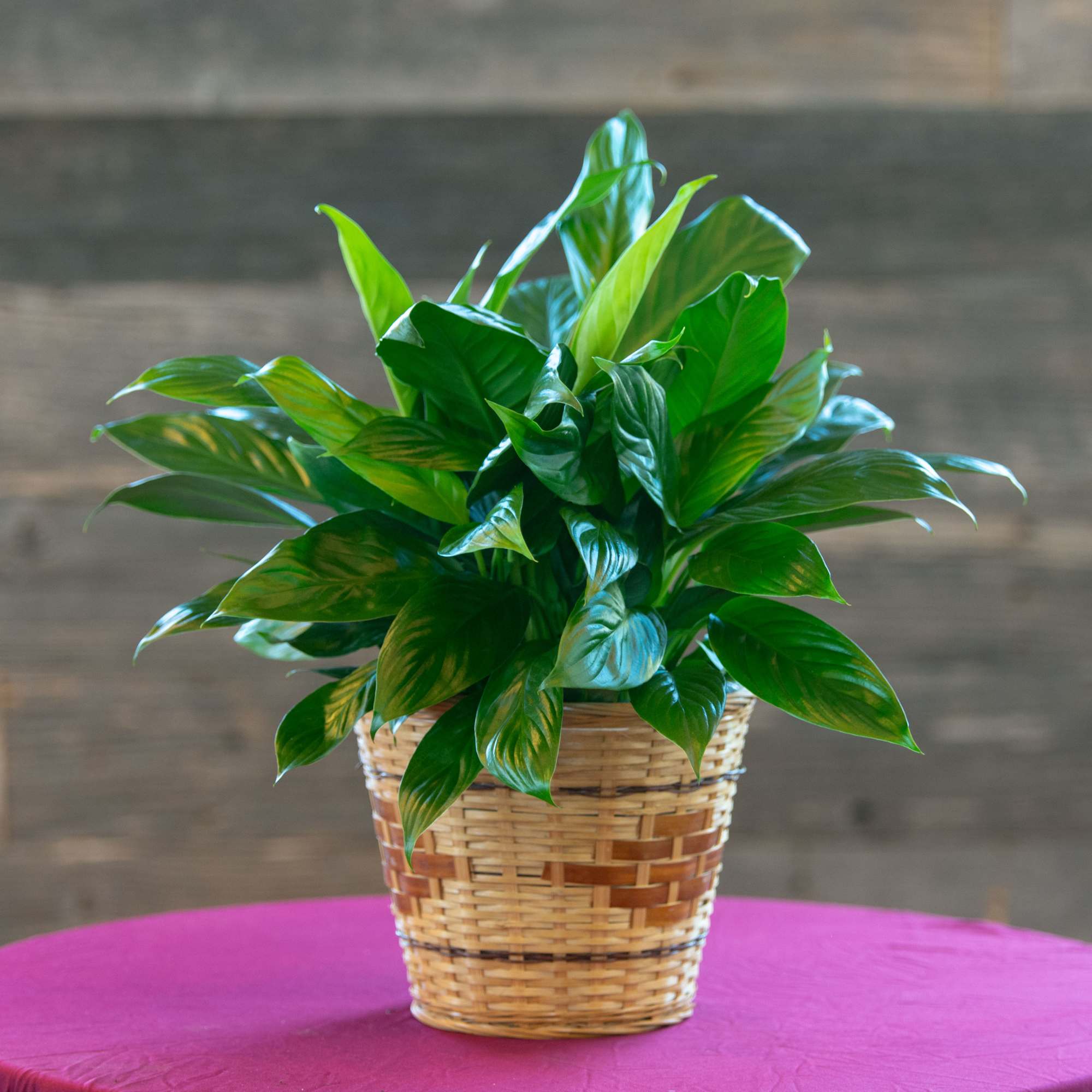 Potted green houseplant in a woven basket planter